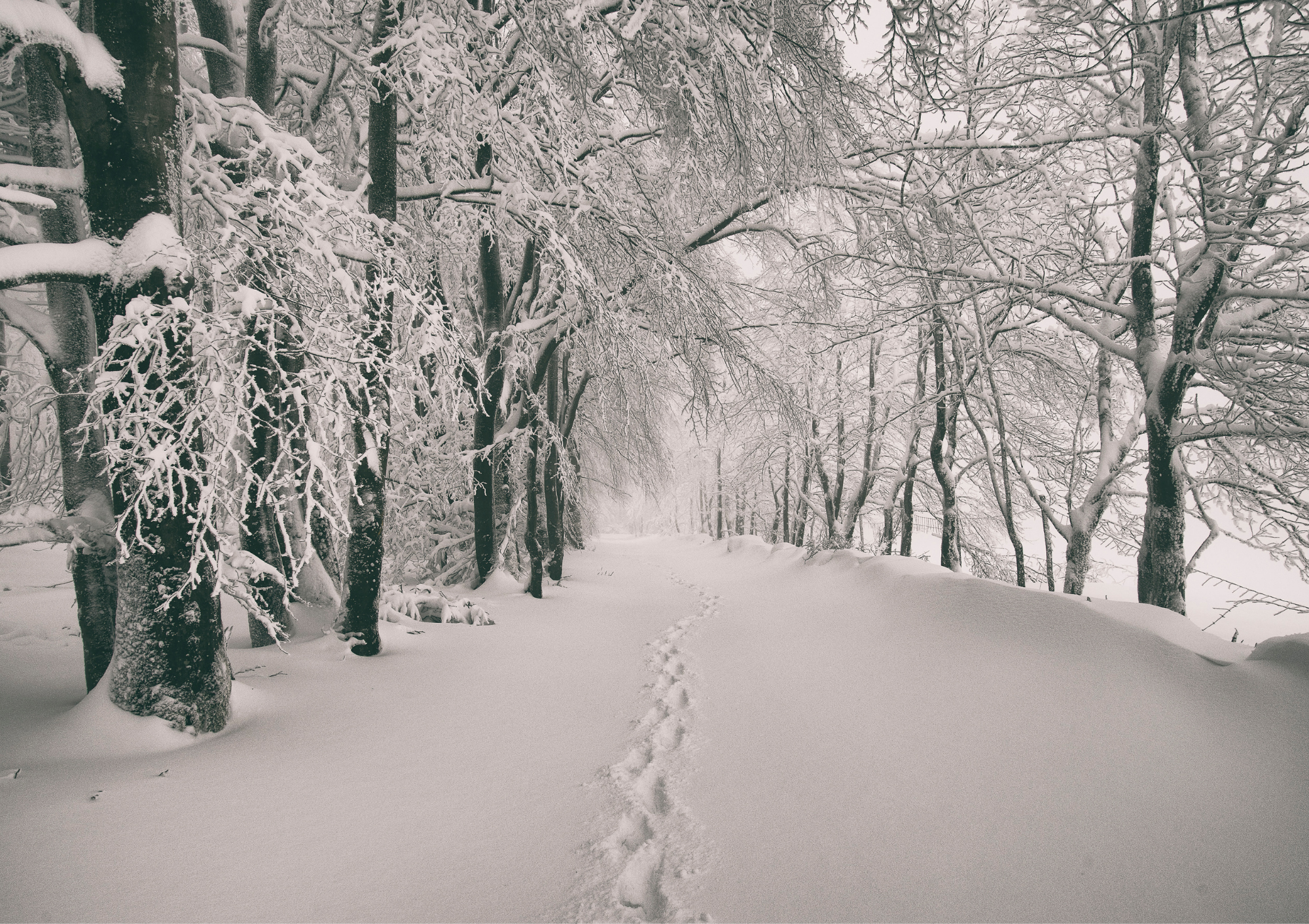winter, winter path, inner winter, career coaching, winter journal, guided journal