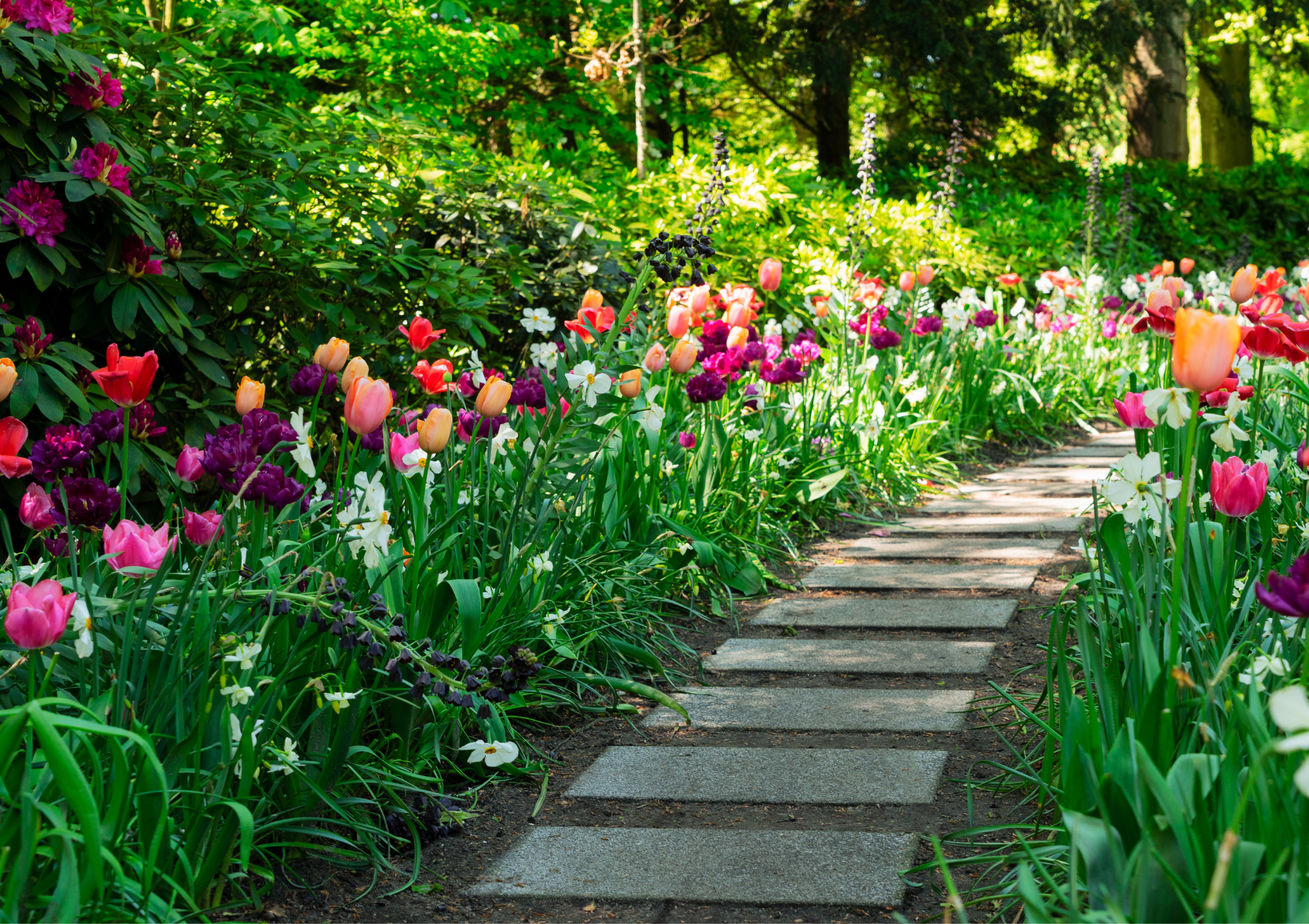 summer, summer path, flowers, blooming, career coaching, interviews, interview preparation, networking
