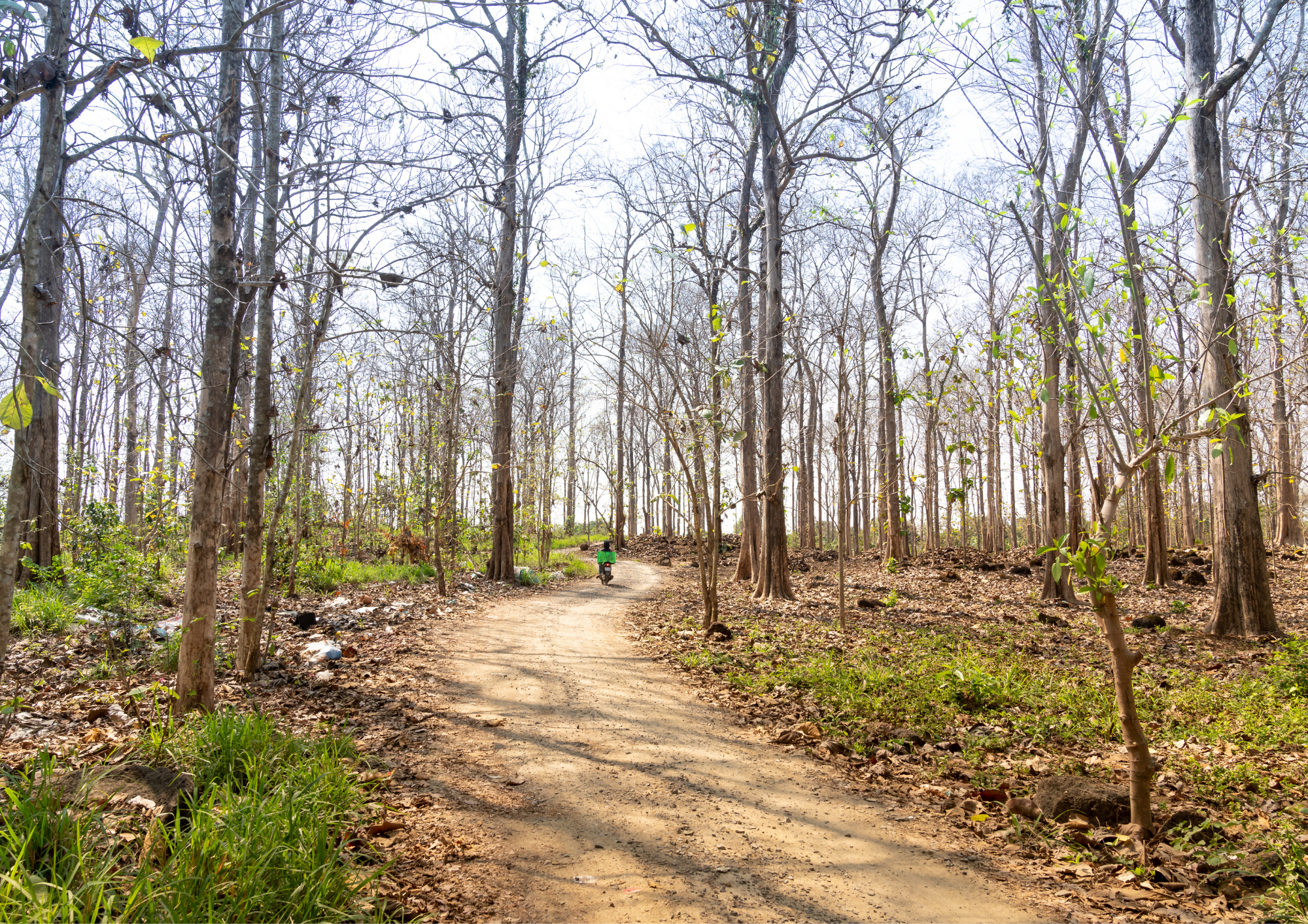 spring, spring path, inner spring, resume writing, career coaching, cover letter writing, interview preparation