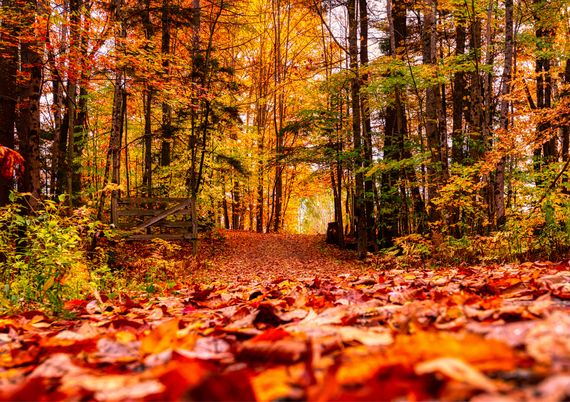 autumn, fall, fall leaves, autumn leaves, path, career coaching, career path