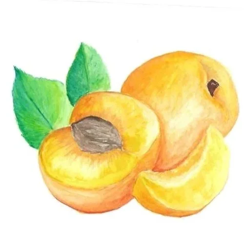 Aquarellzeichnung von Pfirsichen mit grünen Blättern.