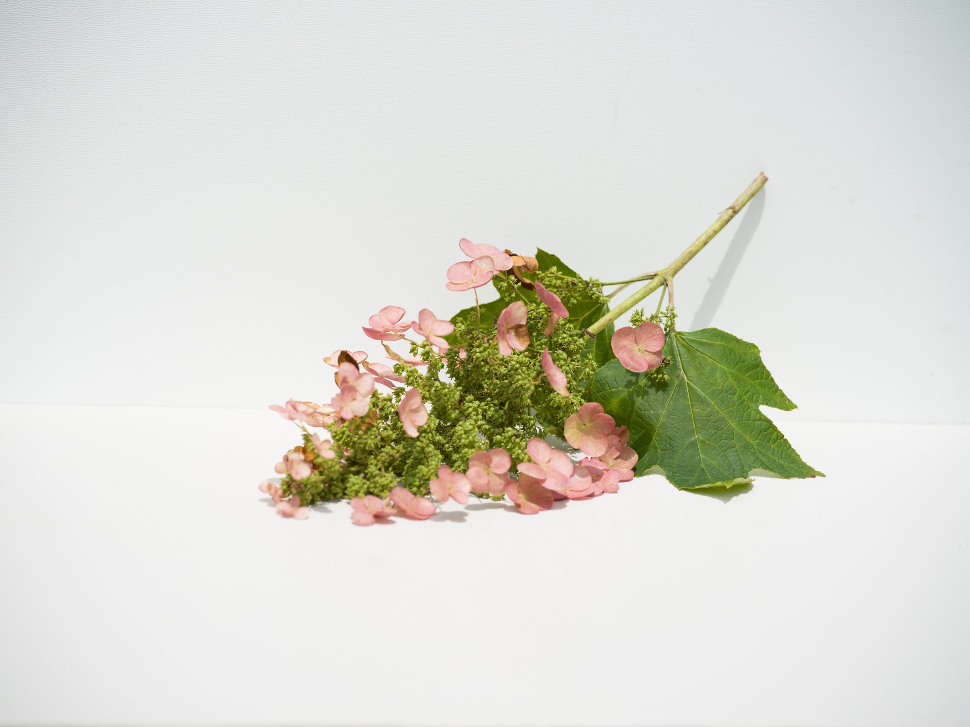 pink hydrangia draped-1-2.jpg