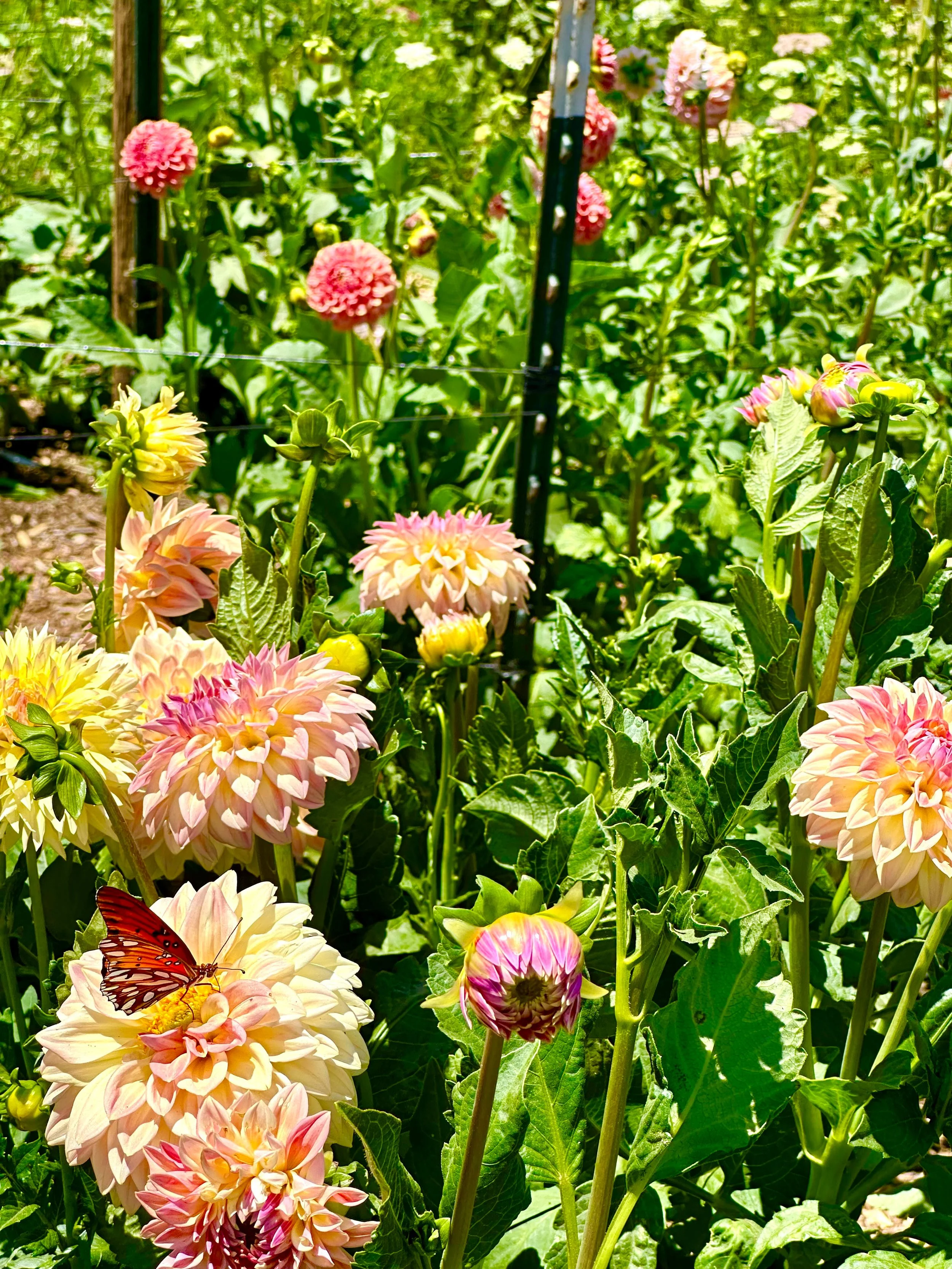You-Pick Flowers