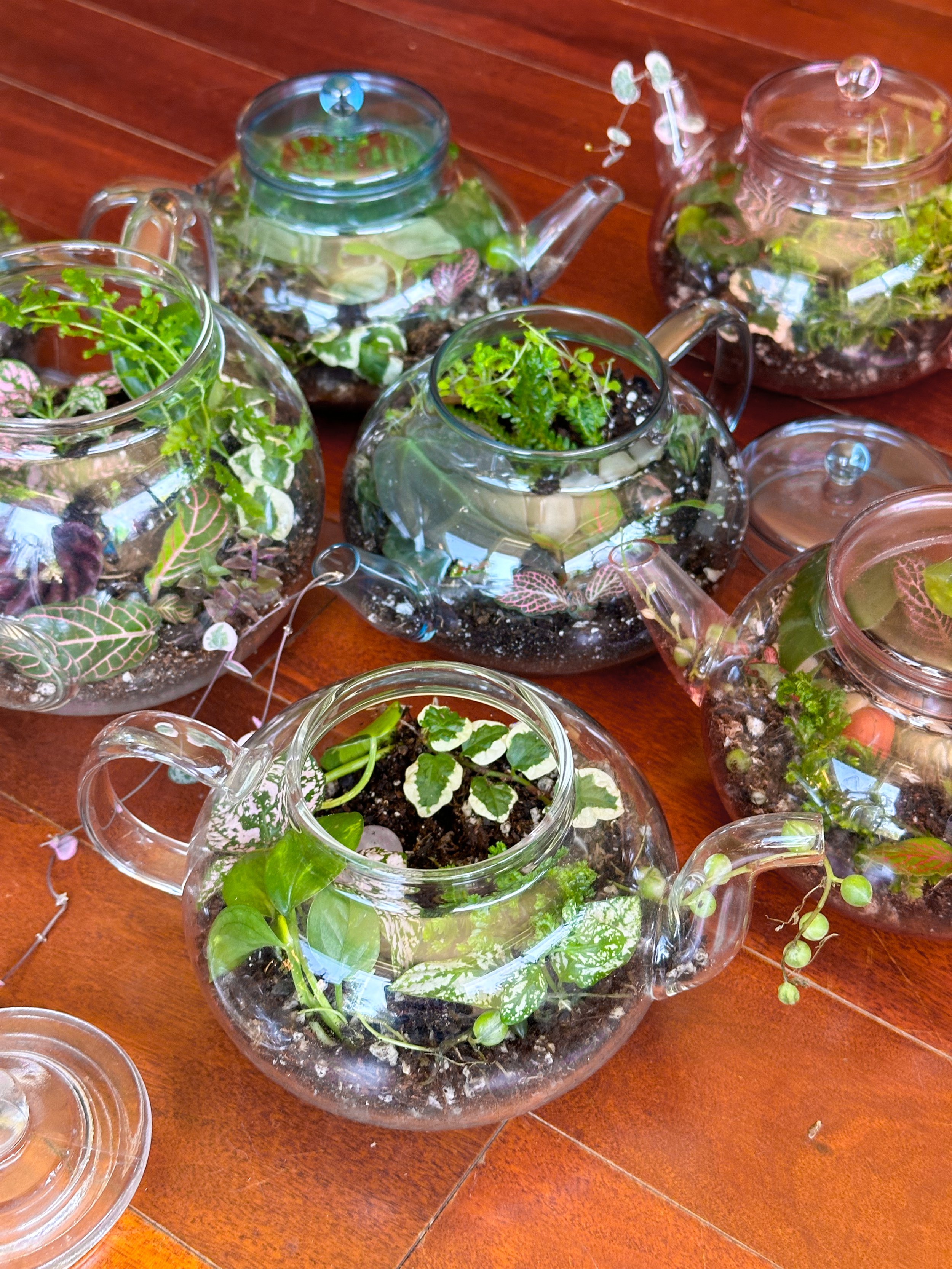 Terrarium Workshop