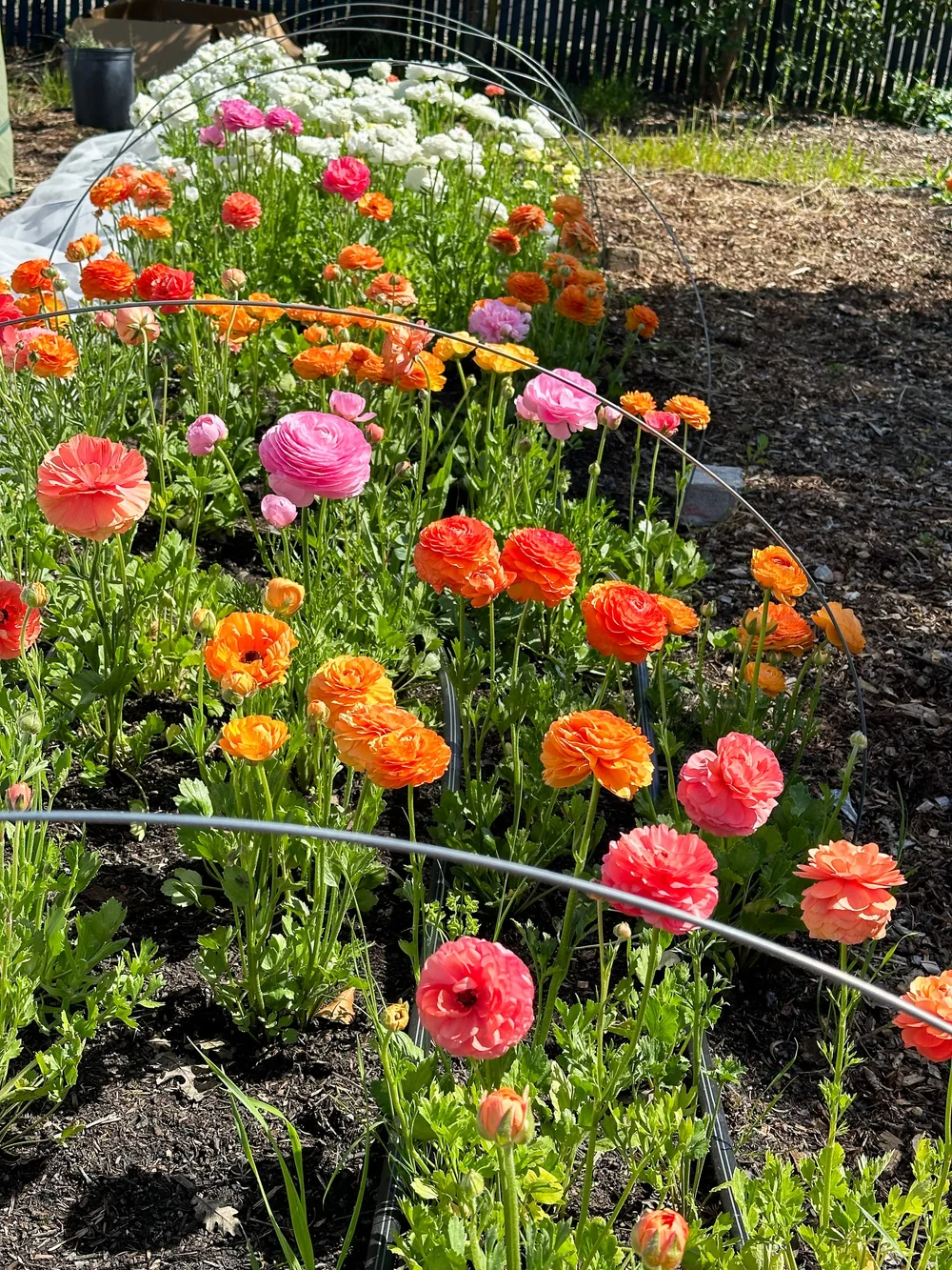 U-Pick at Artist's Garden Oasis — Artist's Garden Oasis