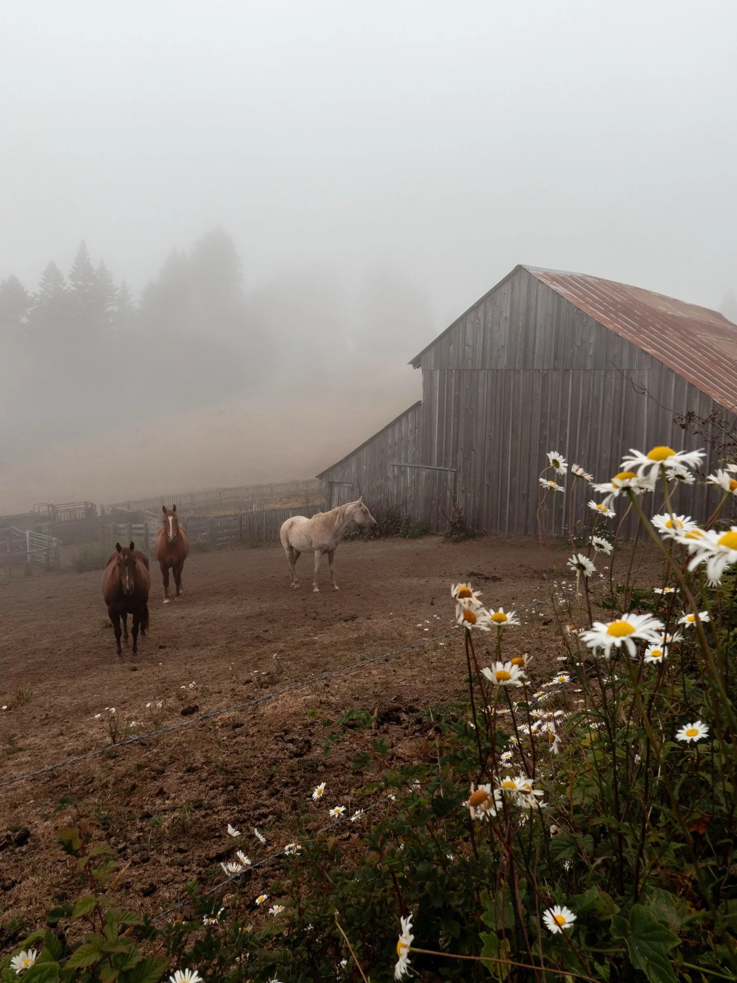 Just some sweet babies in the fog that we came across last summer on our road trip. Let&rsquo;s go, year of the horse!