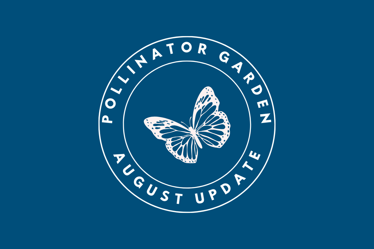 Pollinator Garden August Update