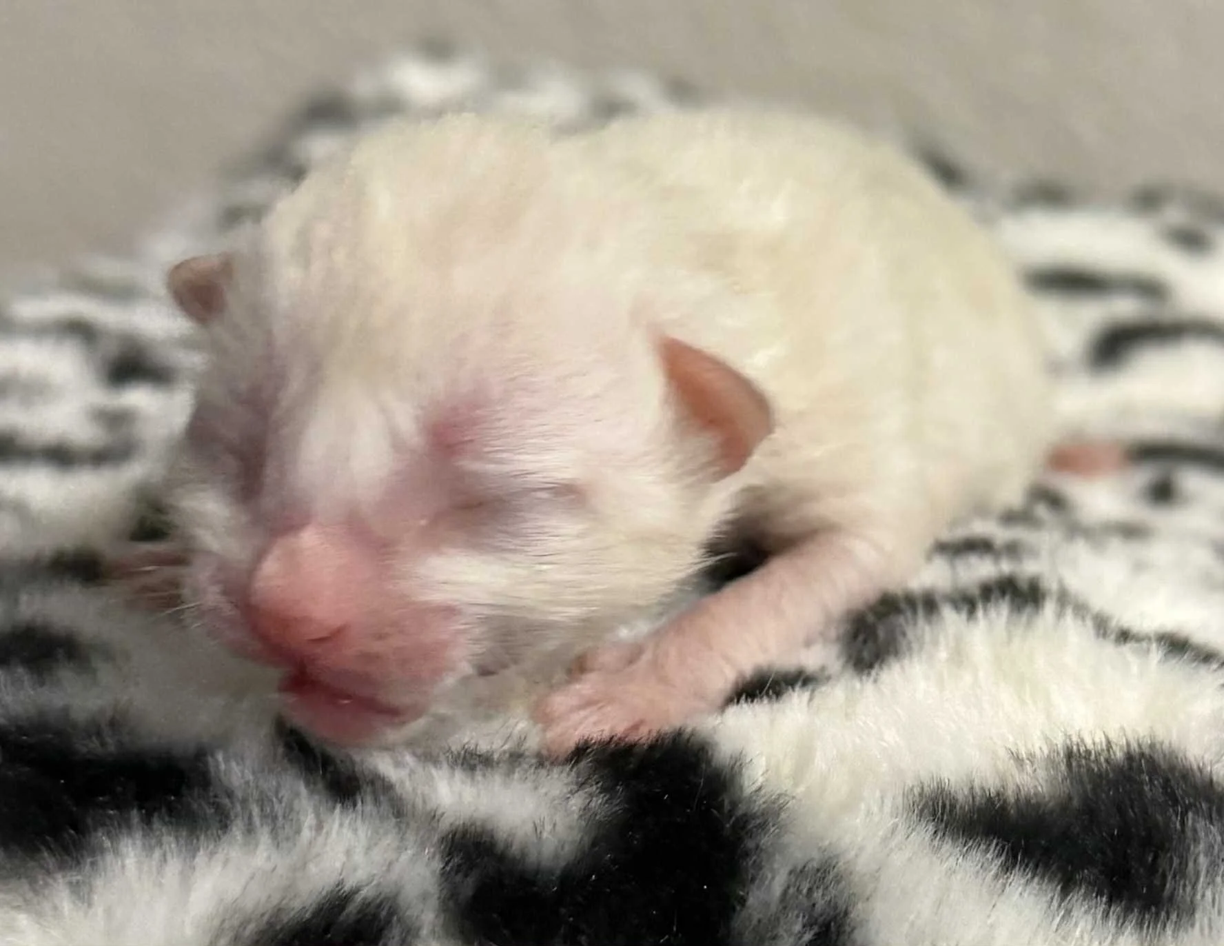 Snow Male