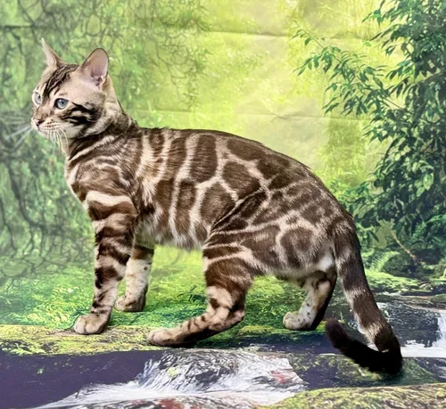 Lucas of Nexgen Bengals