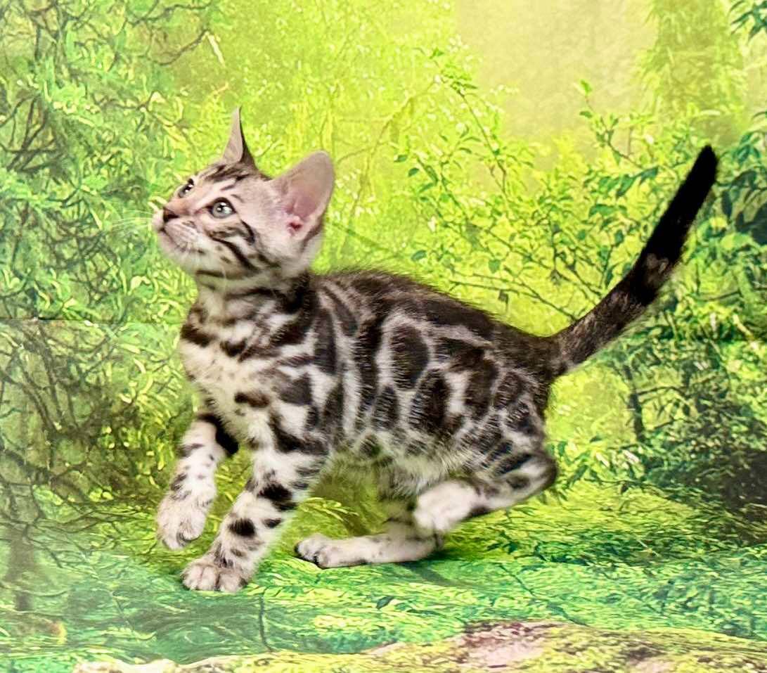 Silver male Leo, Sold