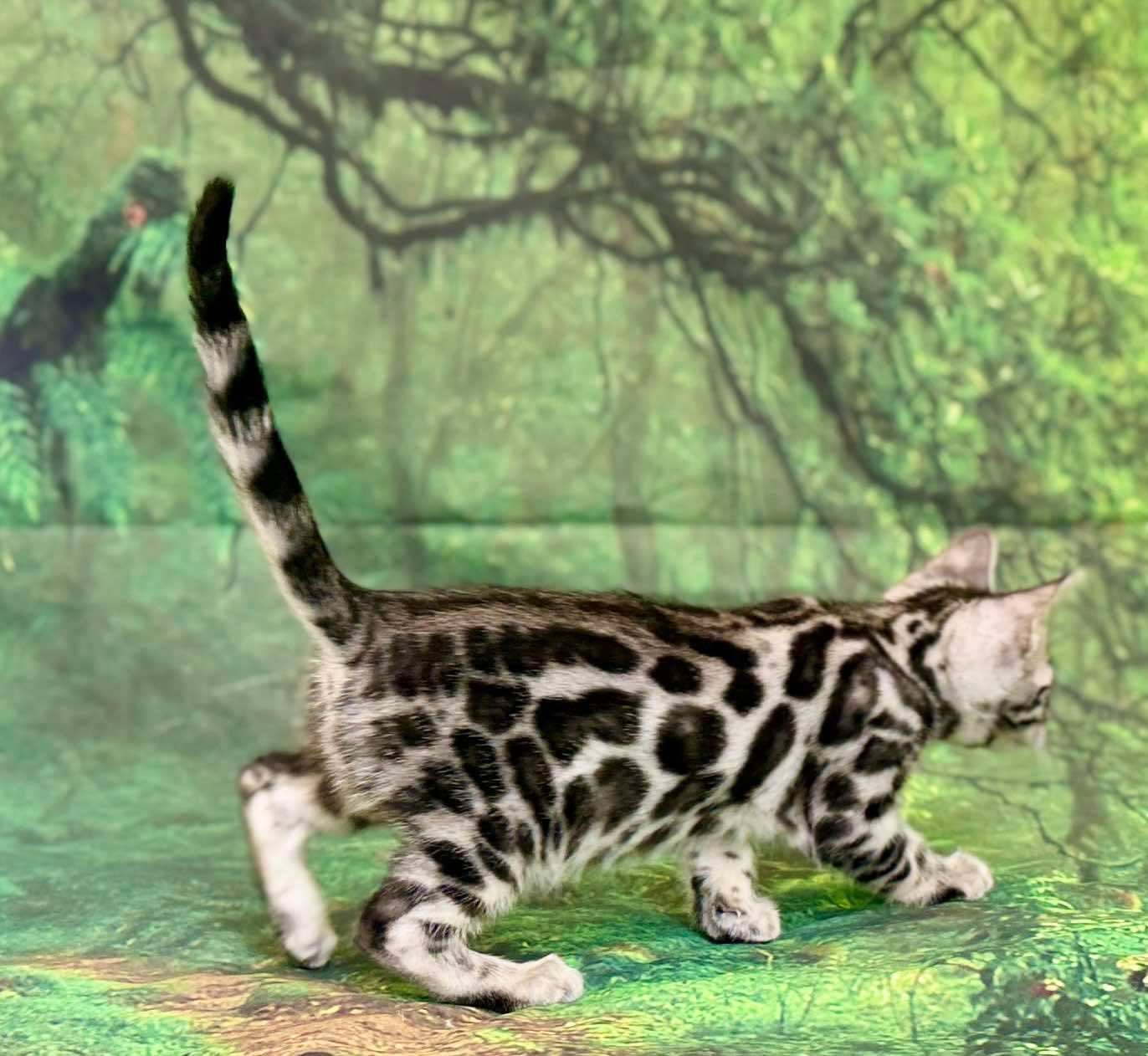 Silver male Leo, Sold