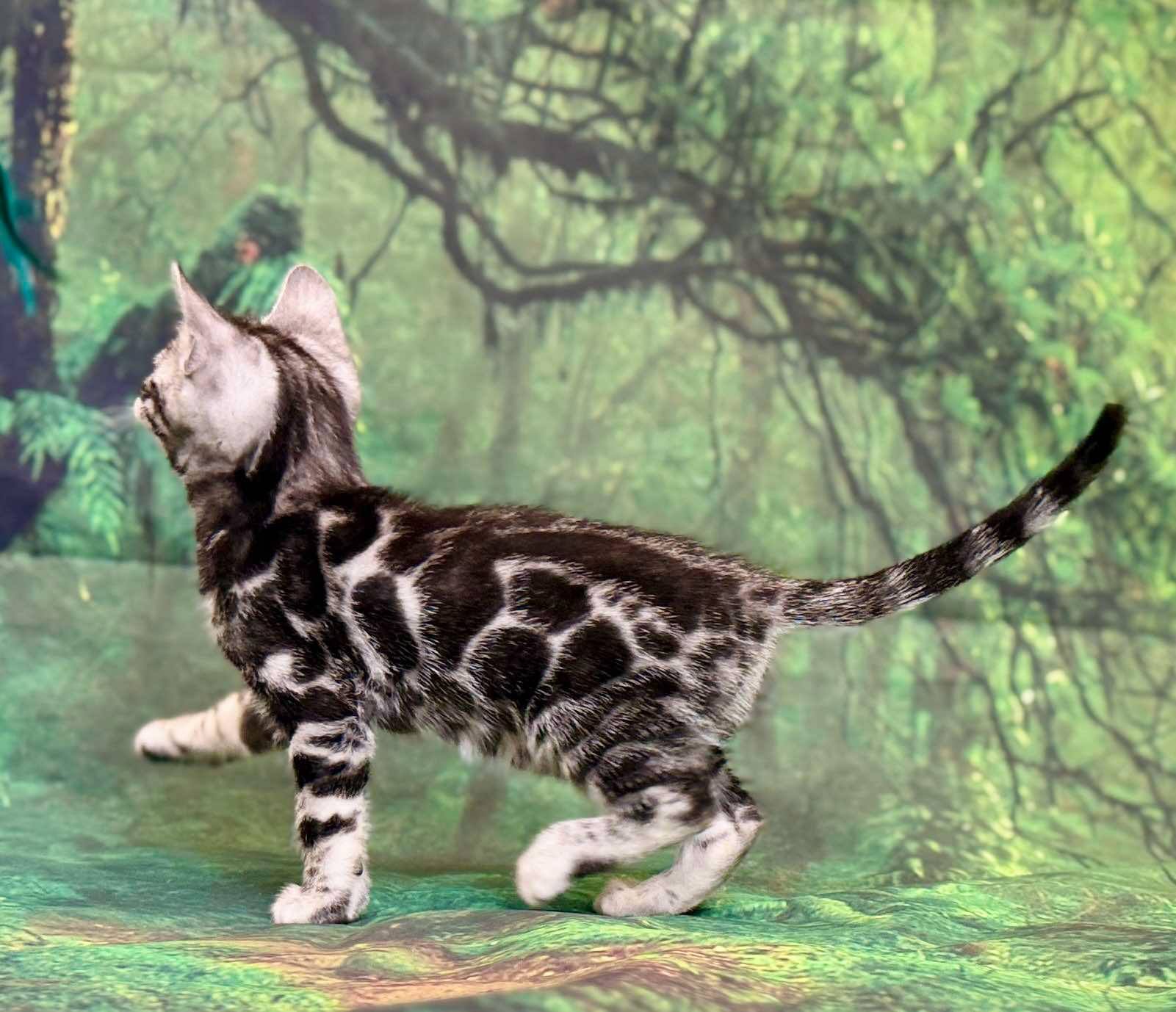 Silver male, Sold