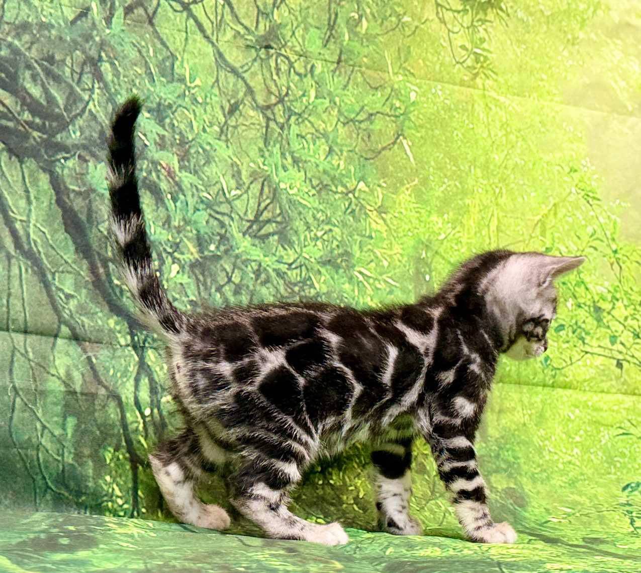 Silver male, Sold