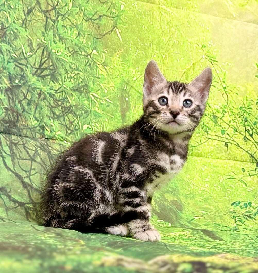 Silver male, Sold