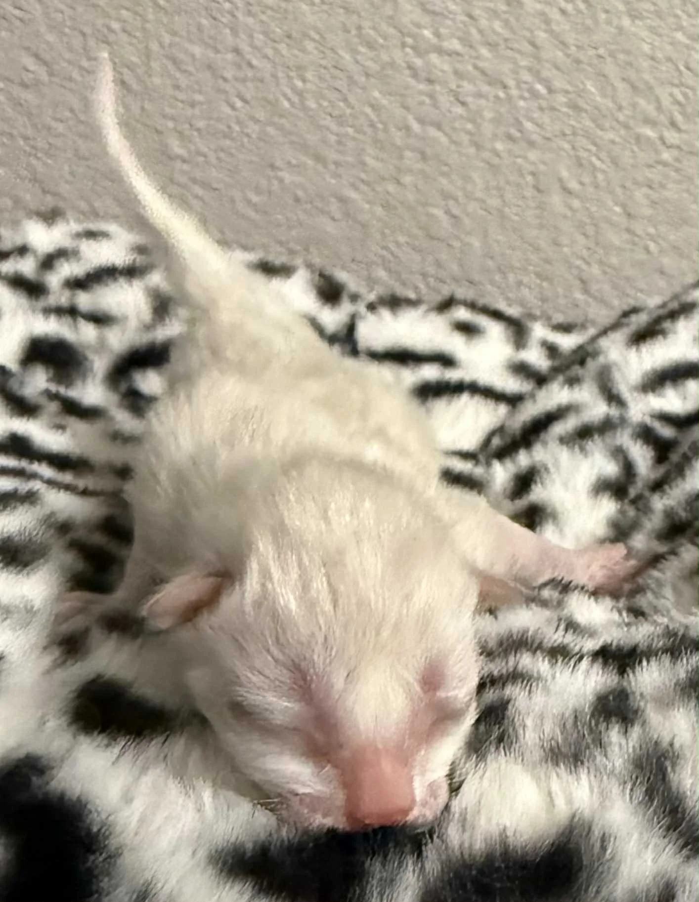 Snow Male