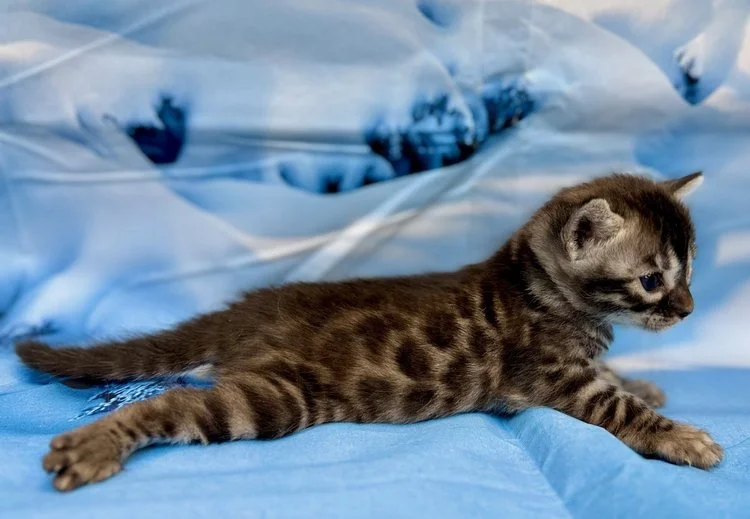 Kitten 2 - 4 Weeks