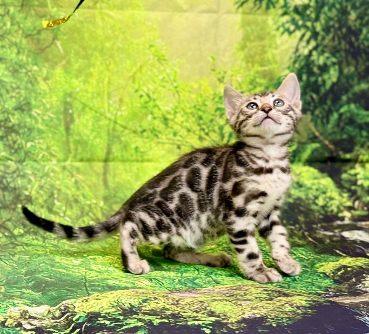 Silver male Leo, Sold