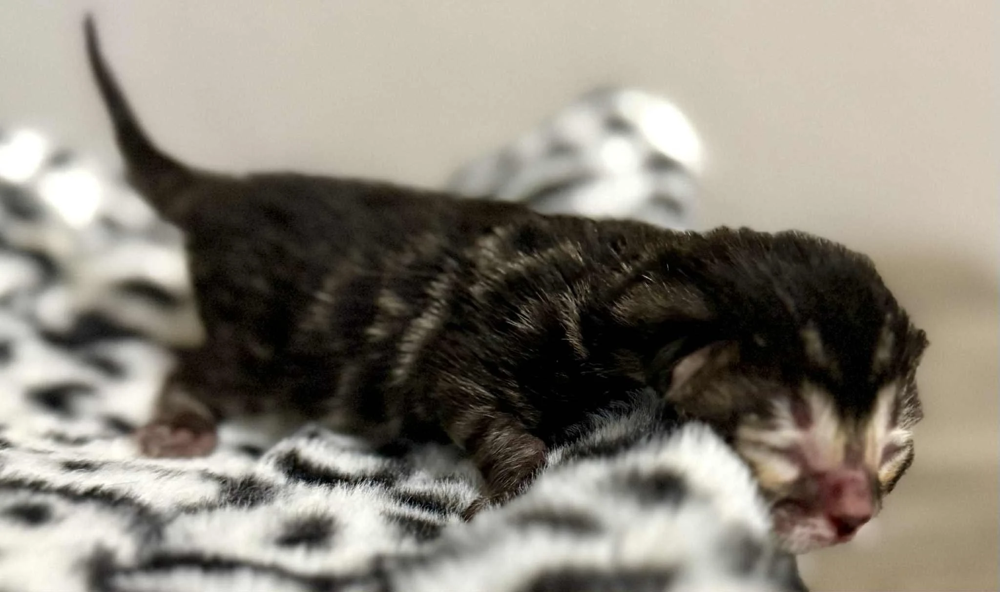 Brown Charcoal Female