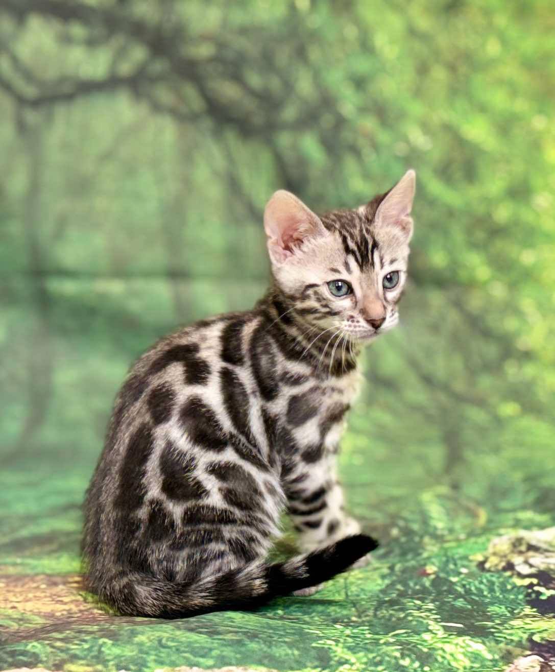 Silver male Leo, Sold