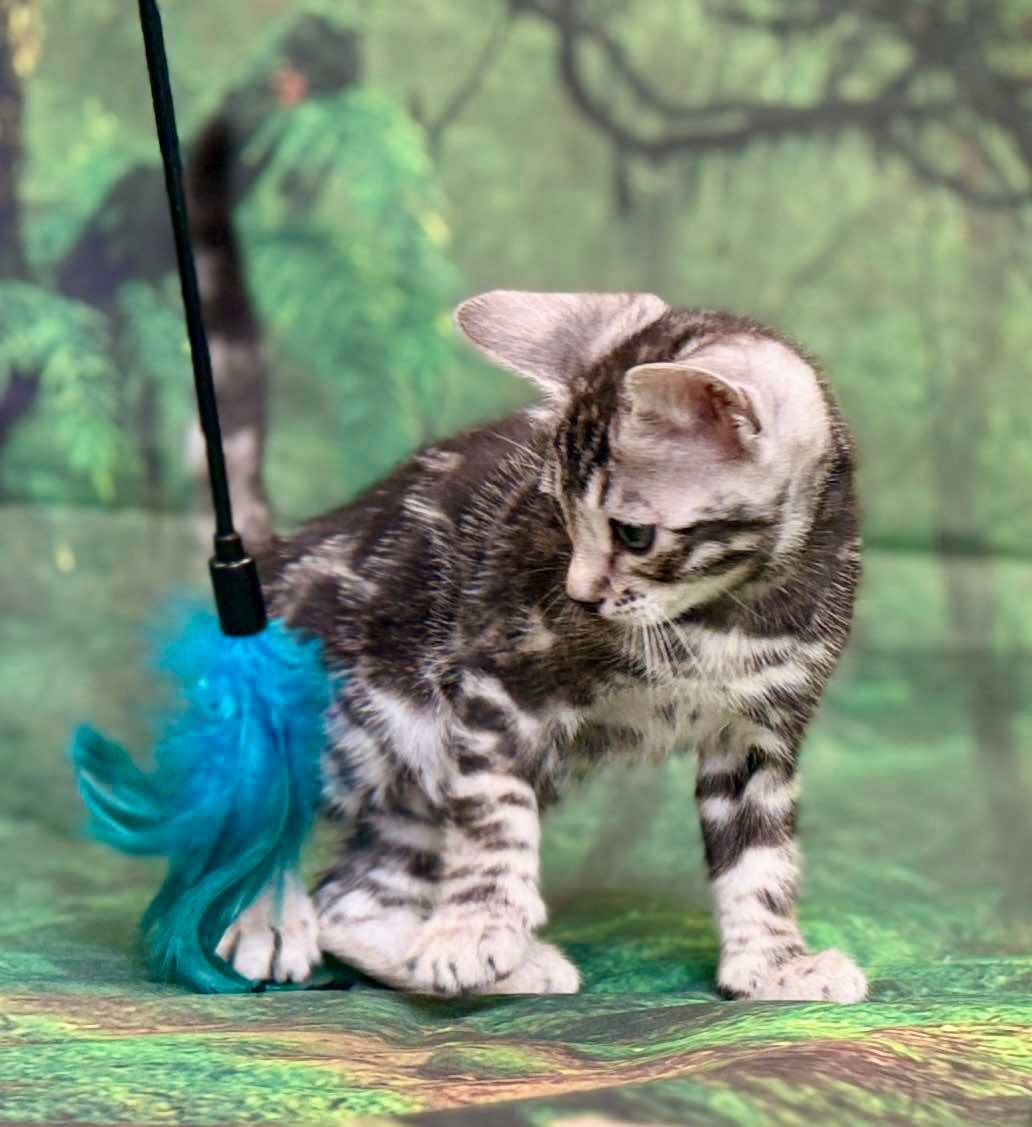 Silver male, Sold