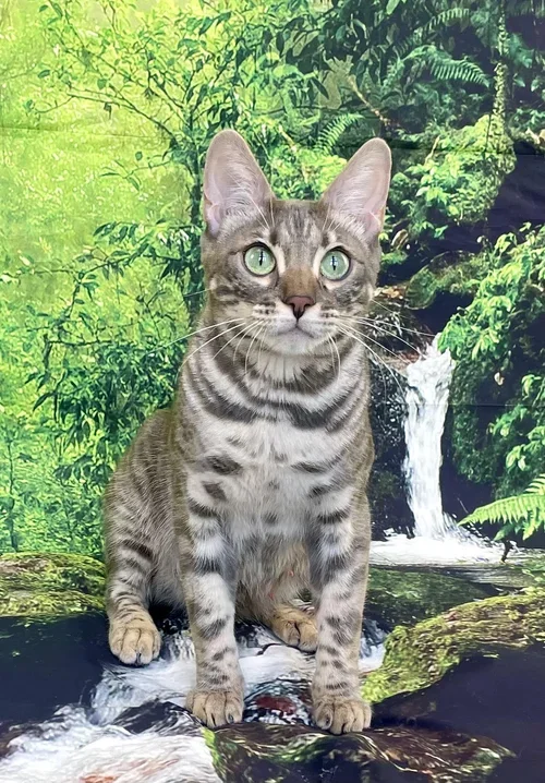 Vixen of Nextgen Bengals