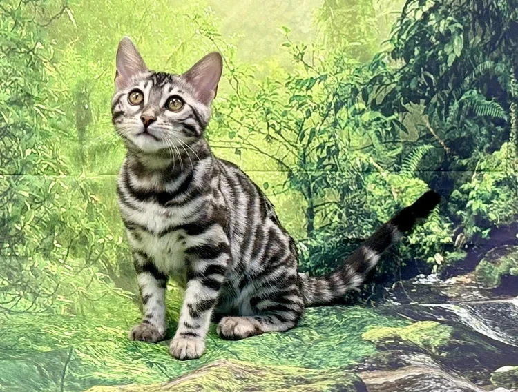 Corazon of Nextgen Bengals