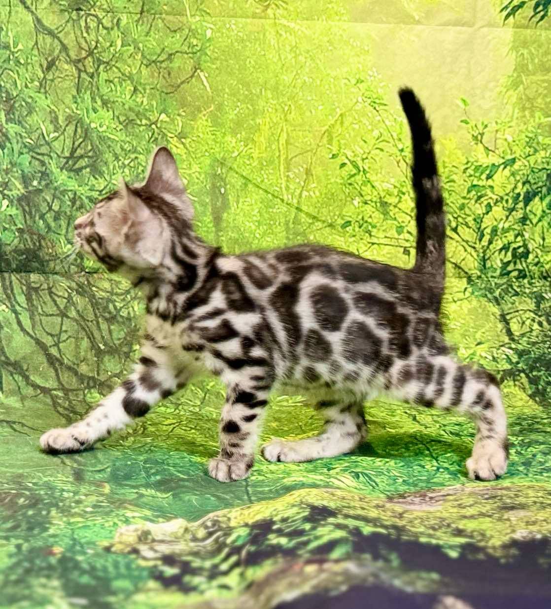 Silver male Leo, Sold