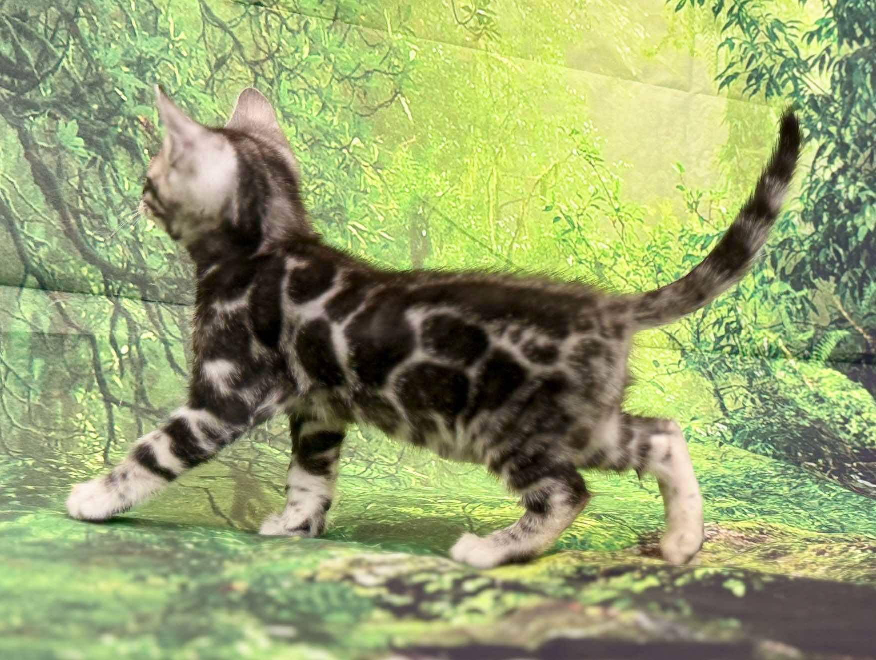 Silver male, Sold