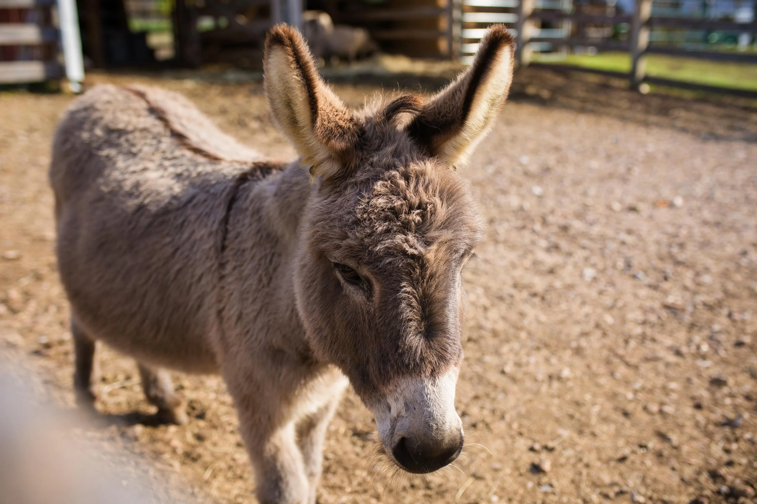 Close-up of a young donkey with a dappled gray coat, standing outdoors on a dirt ground with fencing and greenery in the background.