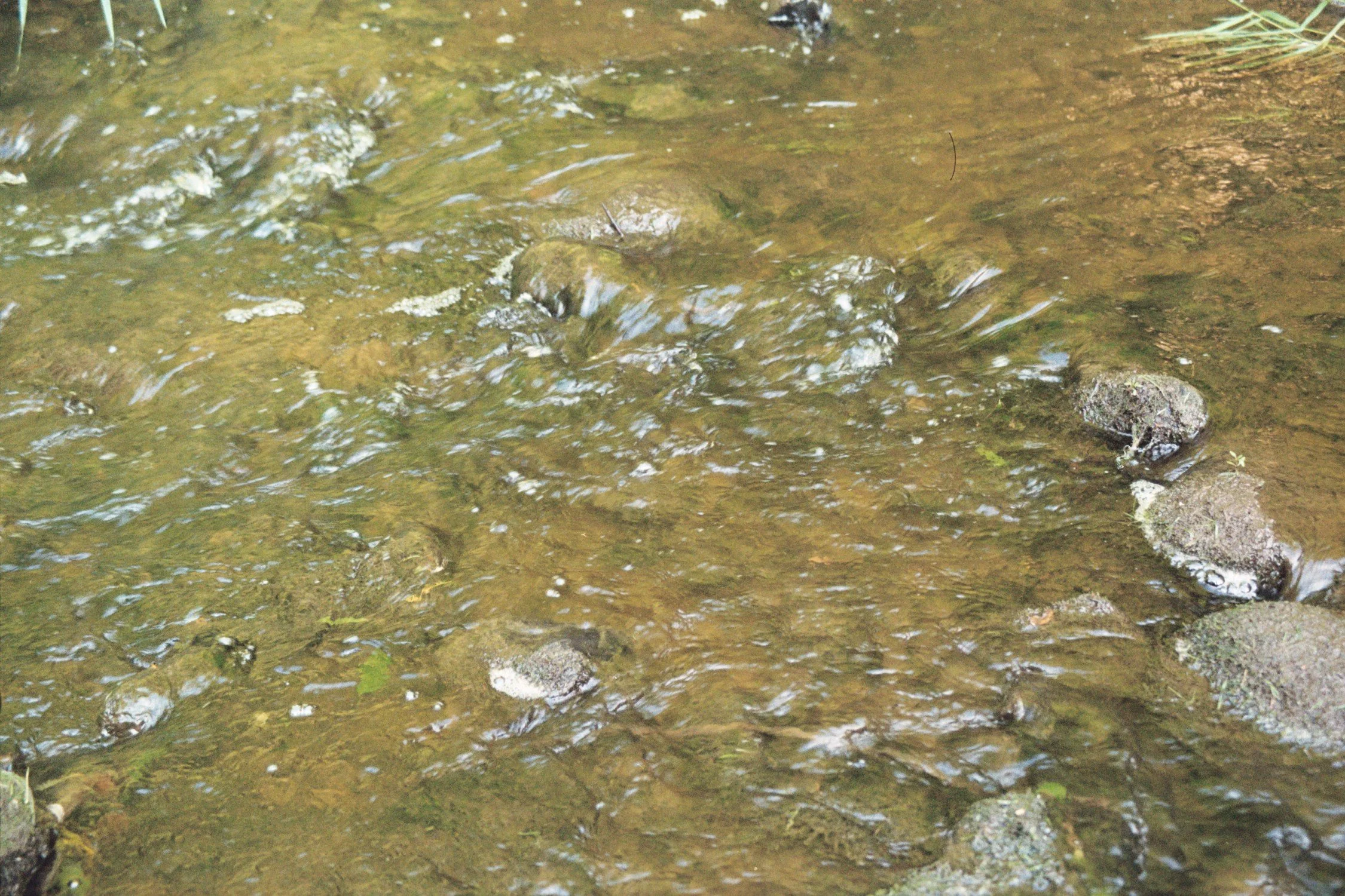 fleeting moments of connection with the natural world