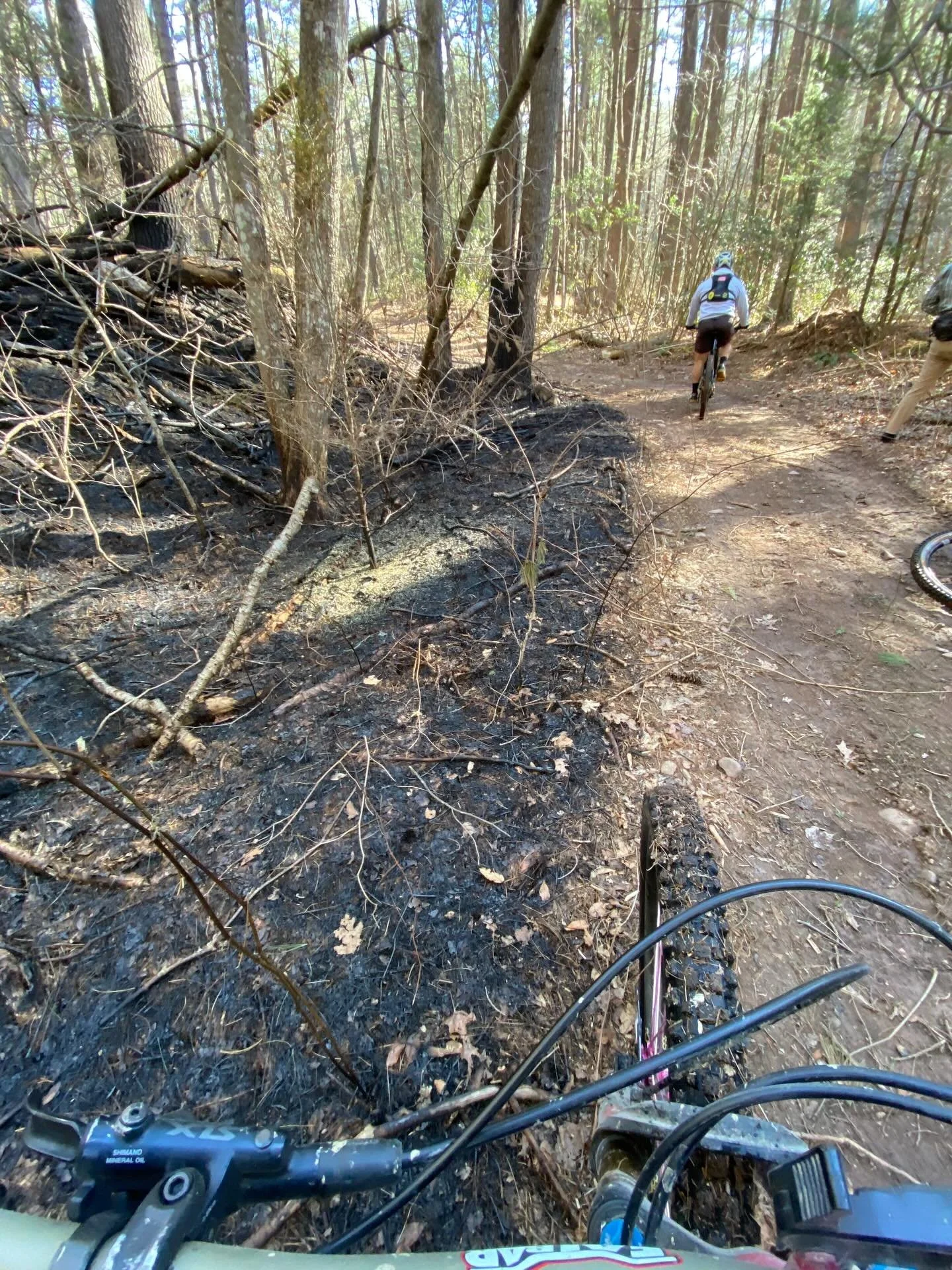 The beauty after the burn 🔥 🌳