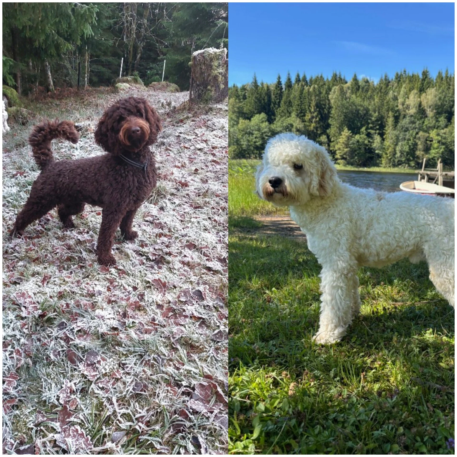 seriös uppfödare av cockerpoo och labradoodle