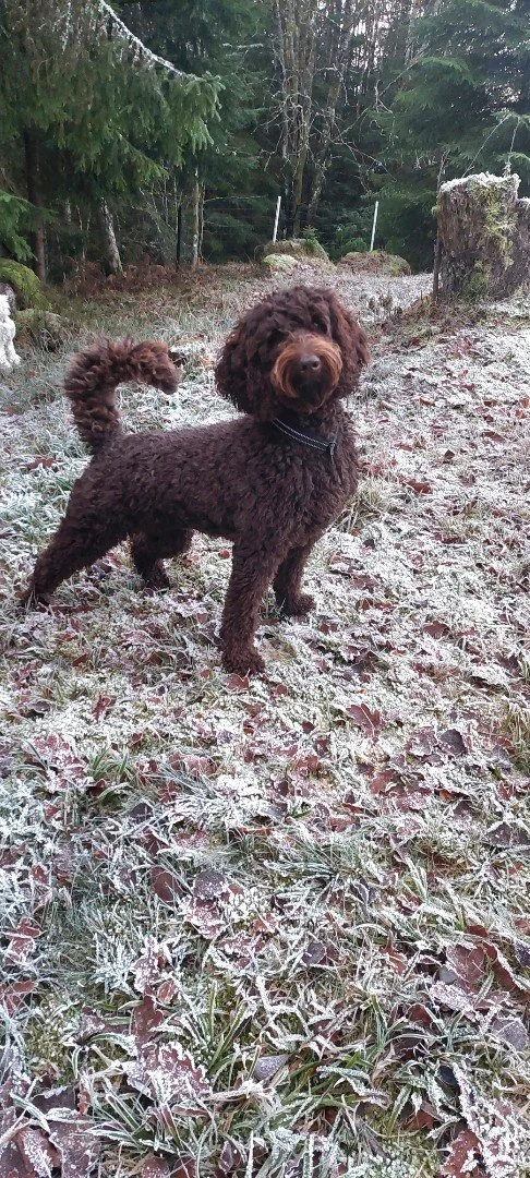 labradoodle
australian labradoodle