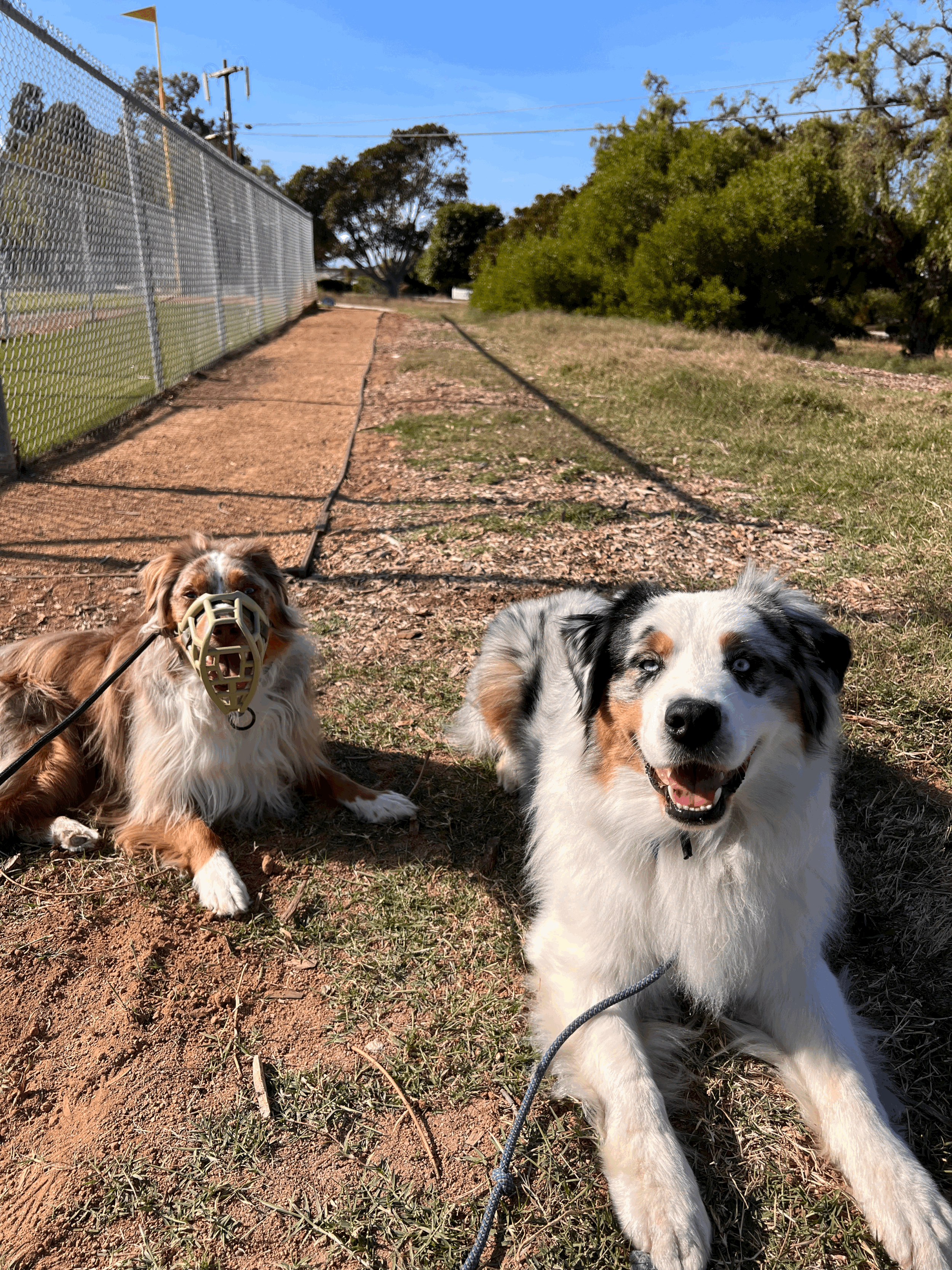 The Importance of Ethical Breeding vs. Puppy Mills: A Tale of Two Dogs