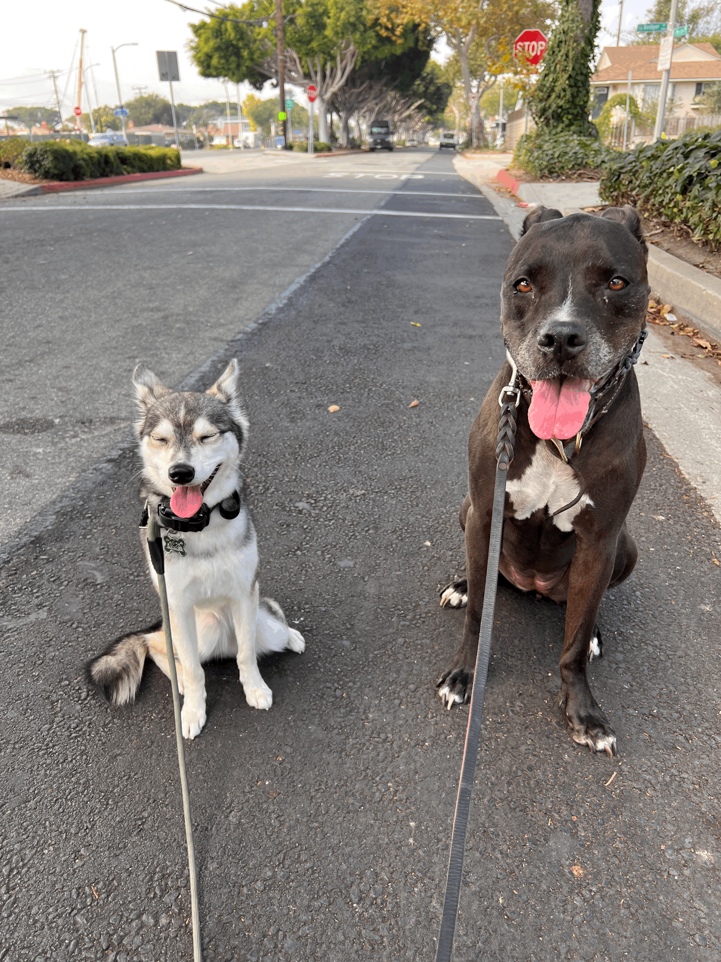 The Importance of Dog Obedience Training for a Strong Relationship