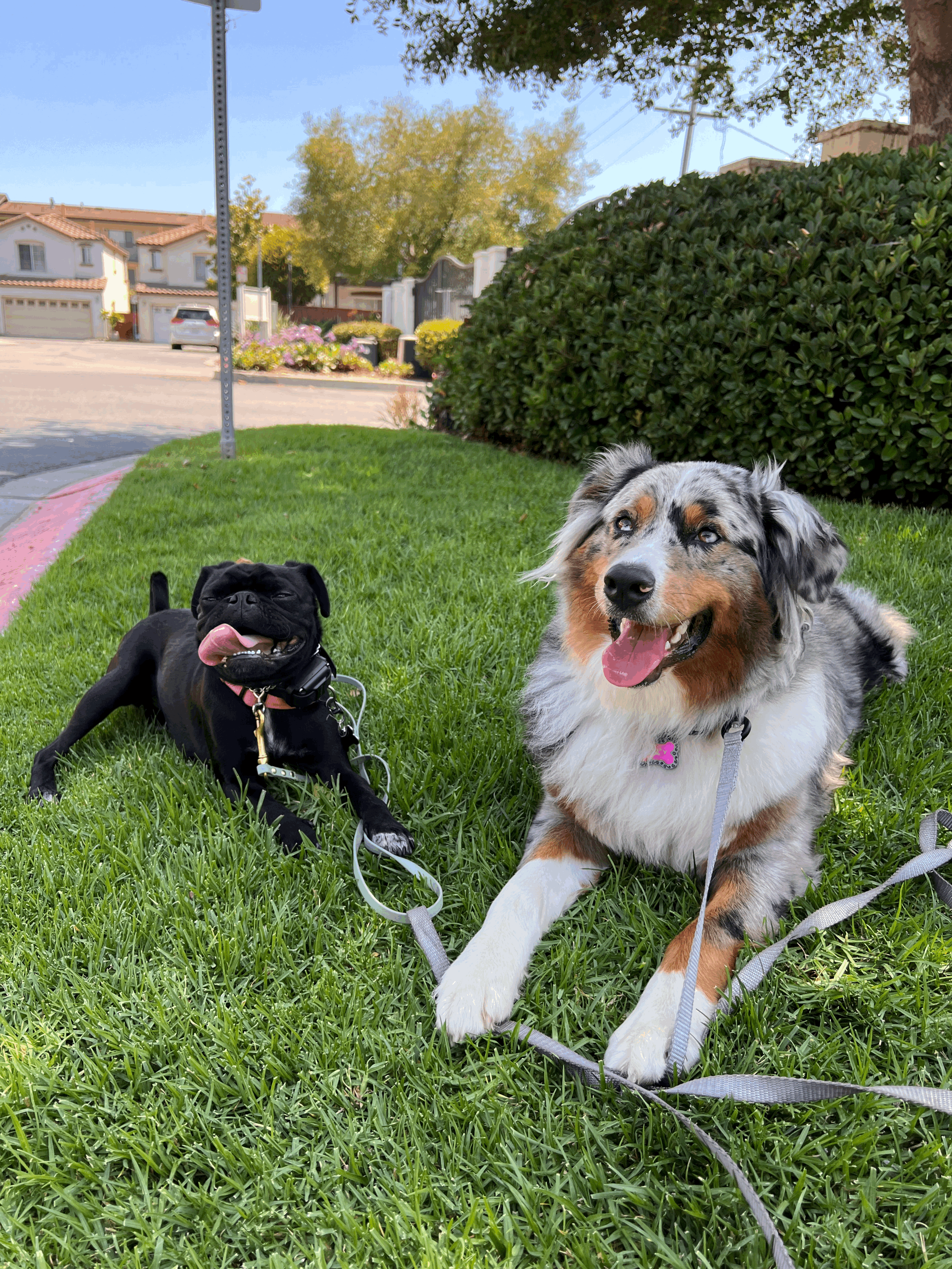 Puppy Training in the South Bay: The Importance of Daily Training for Your New Puppy