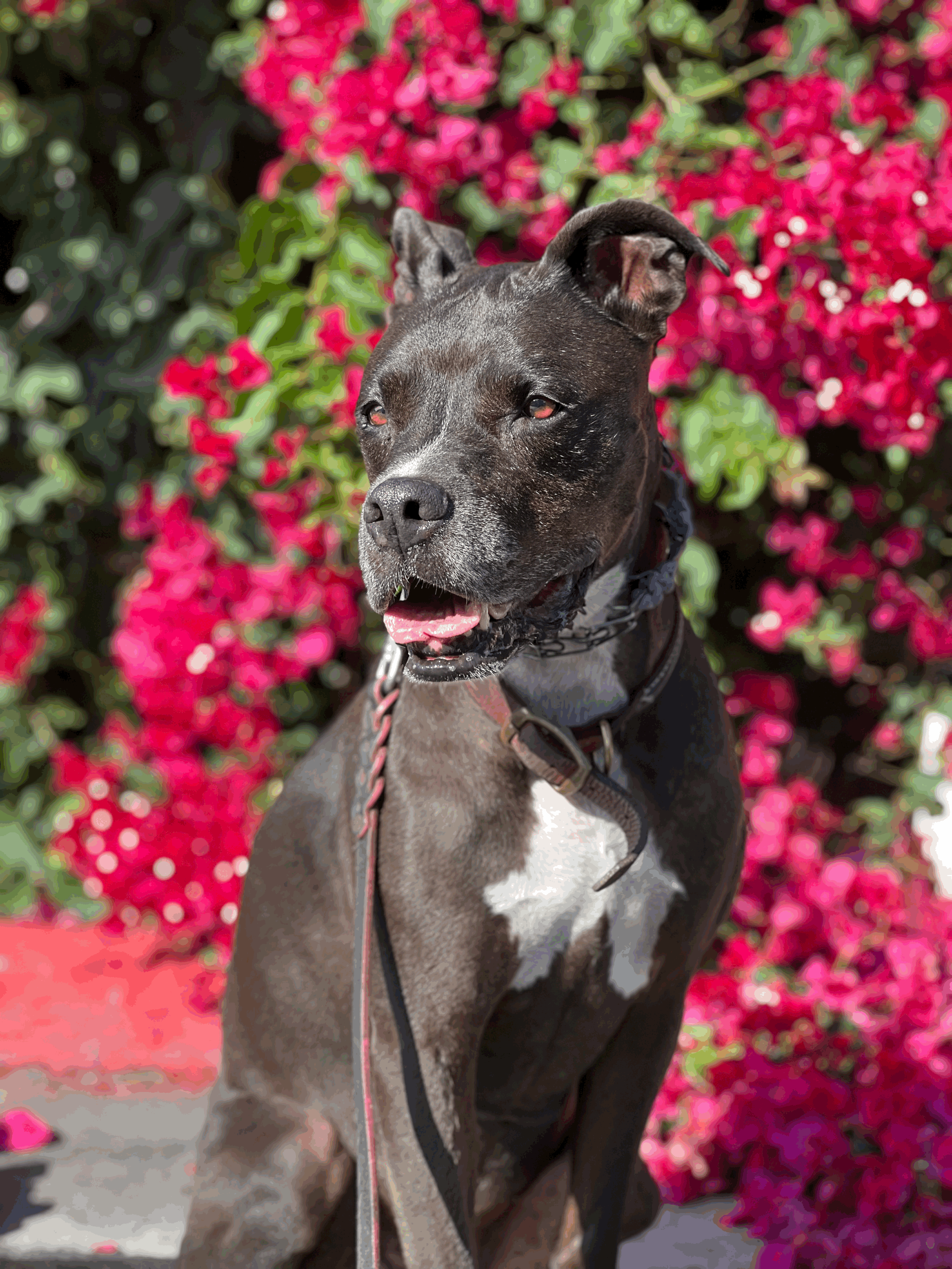 Choosing the Perfect Dog Breed for Your Lifestyle: Why Training Sets You Up for Success