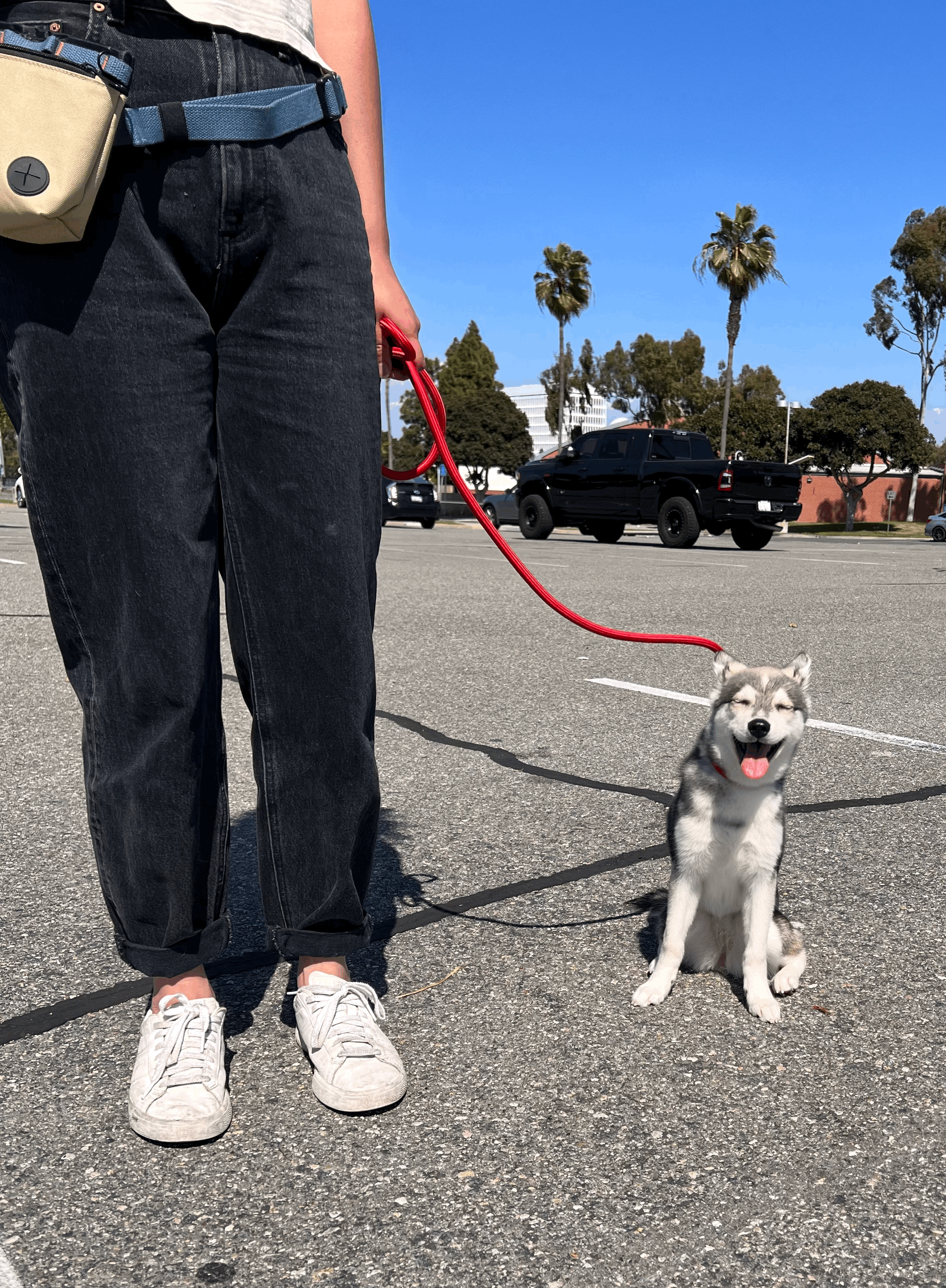 Dog Training in Hermosa Beach, CA