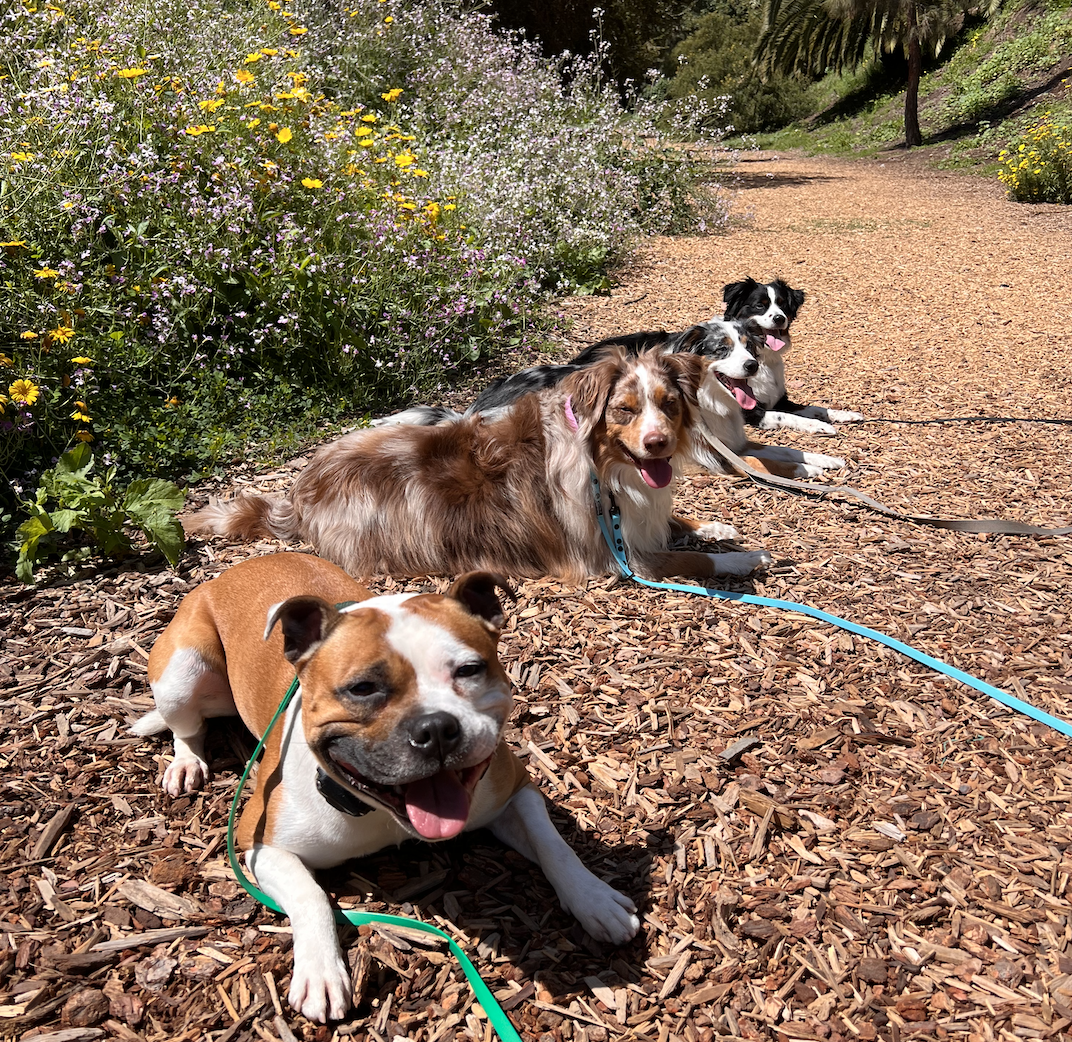 Four dogs lying on a wood chip trail next to flower bushes with yellow, purple, and white blooms, under a sunny sky.