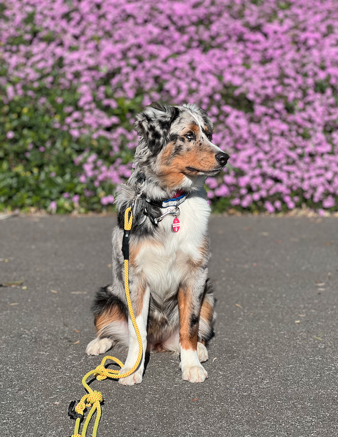 An Australian Shepherd dog sitting on a paved surface with pink flowering bushes in the background.