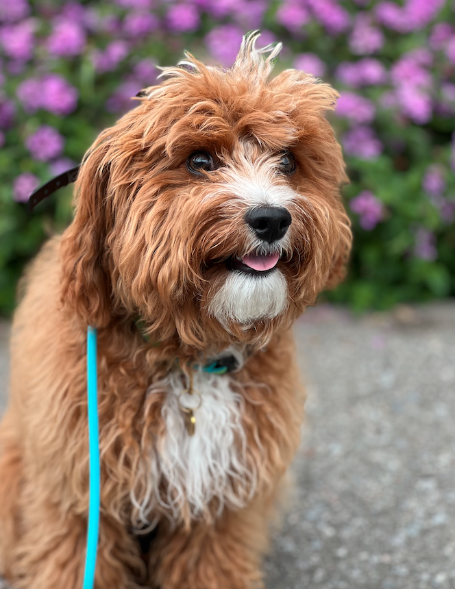 A cuddly brown curly-haired dog with a white patch on its chest, sitting outdoors with pink flowers in the background.