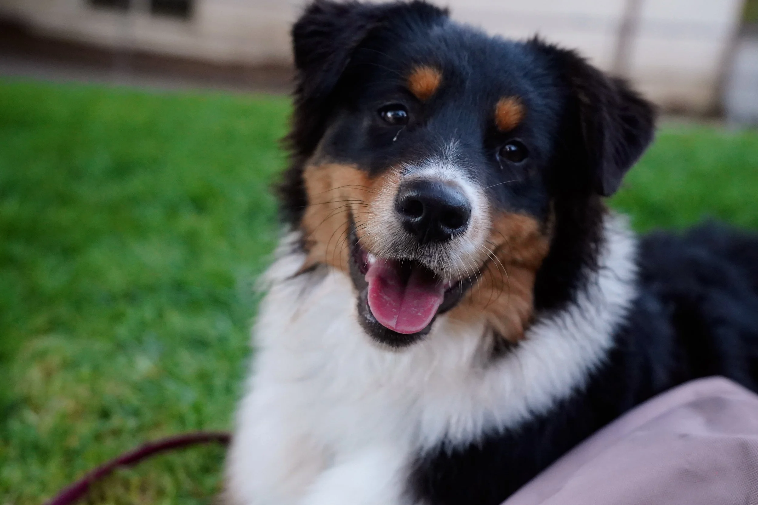 Close-up of a happy and playful black, white, and tan Australian Shepherd puppy with its tongue out, lying on green grass.