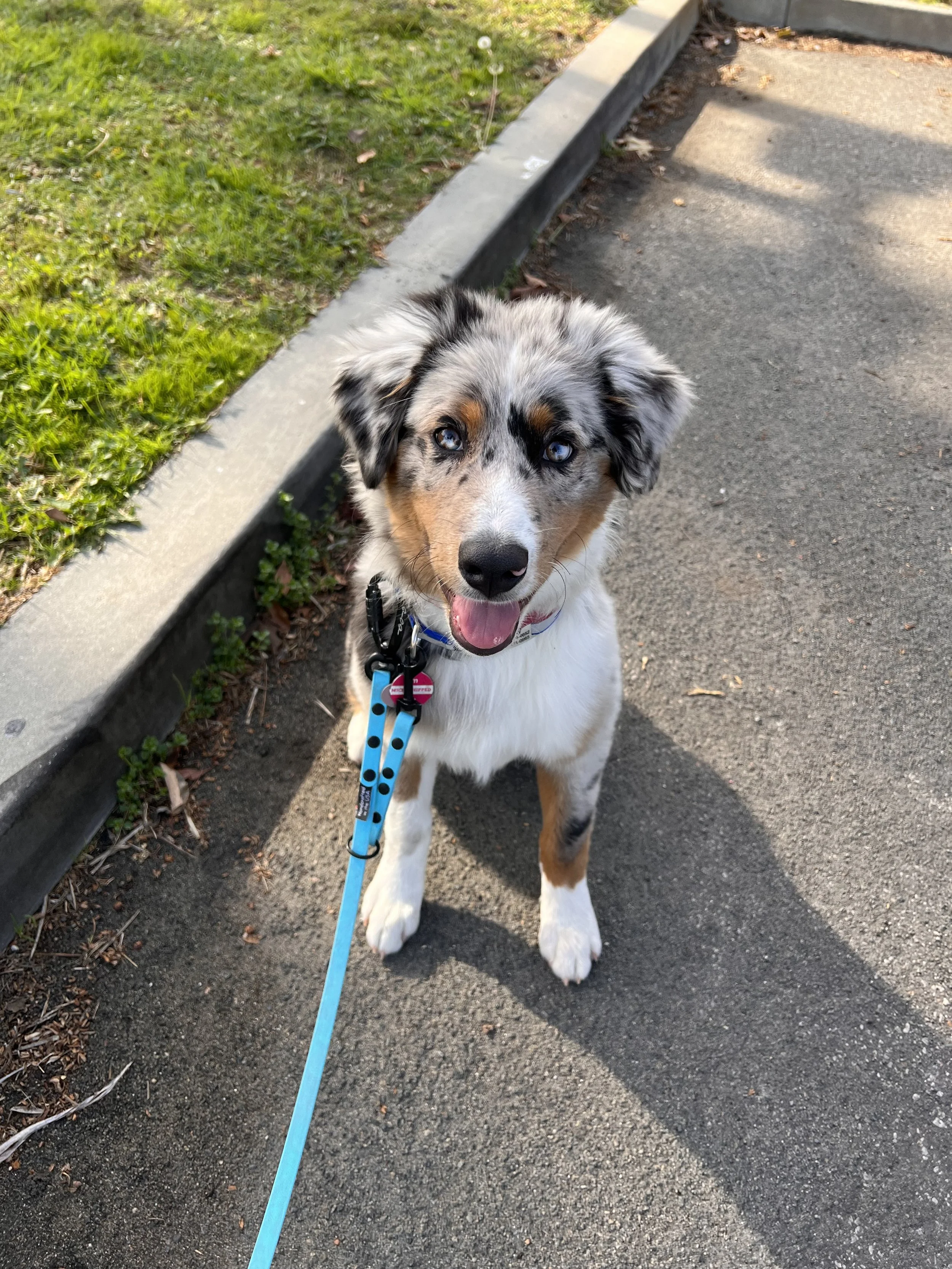A happy Australian Shepherd puppy with blue eyes sitting on a sidewalk, leashed and looking at the camera.