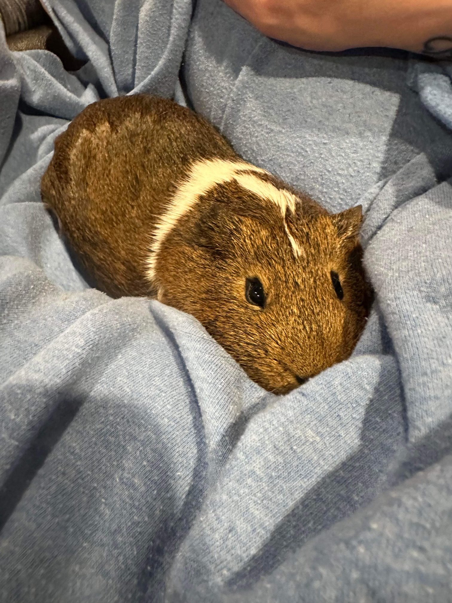 Guinea pig1.jpeg