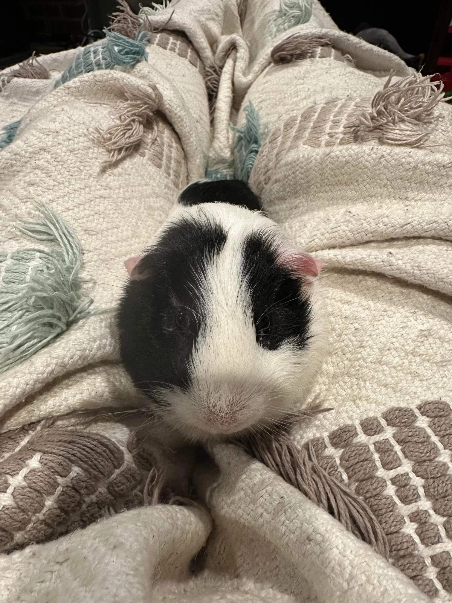 Guineapig2.jpeg