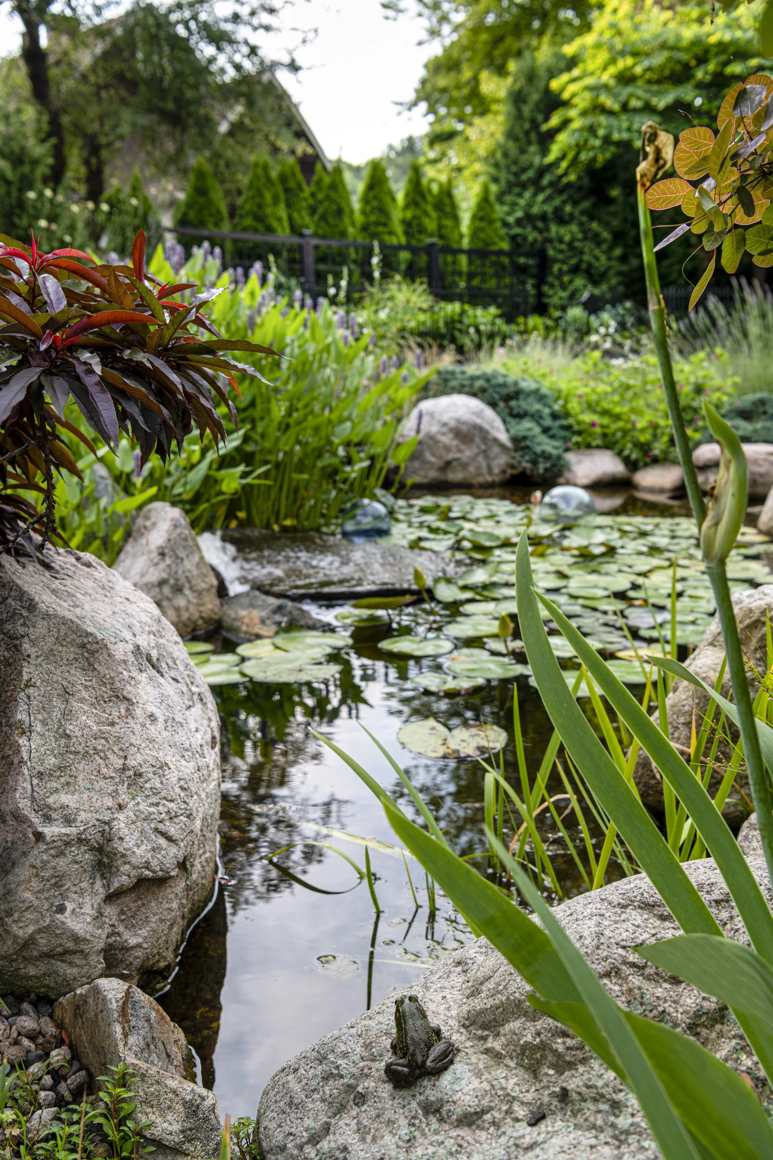 Frog_Matisse Garden.jpeg