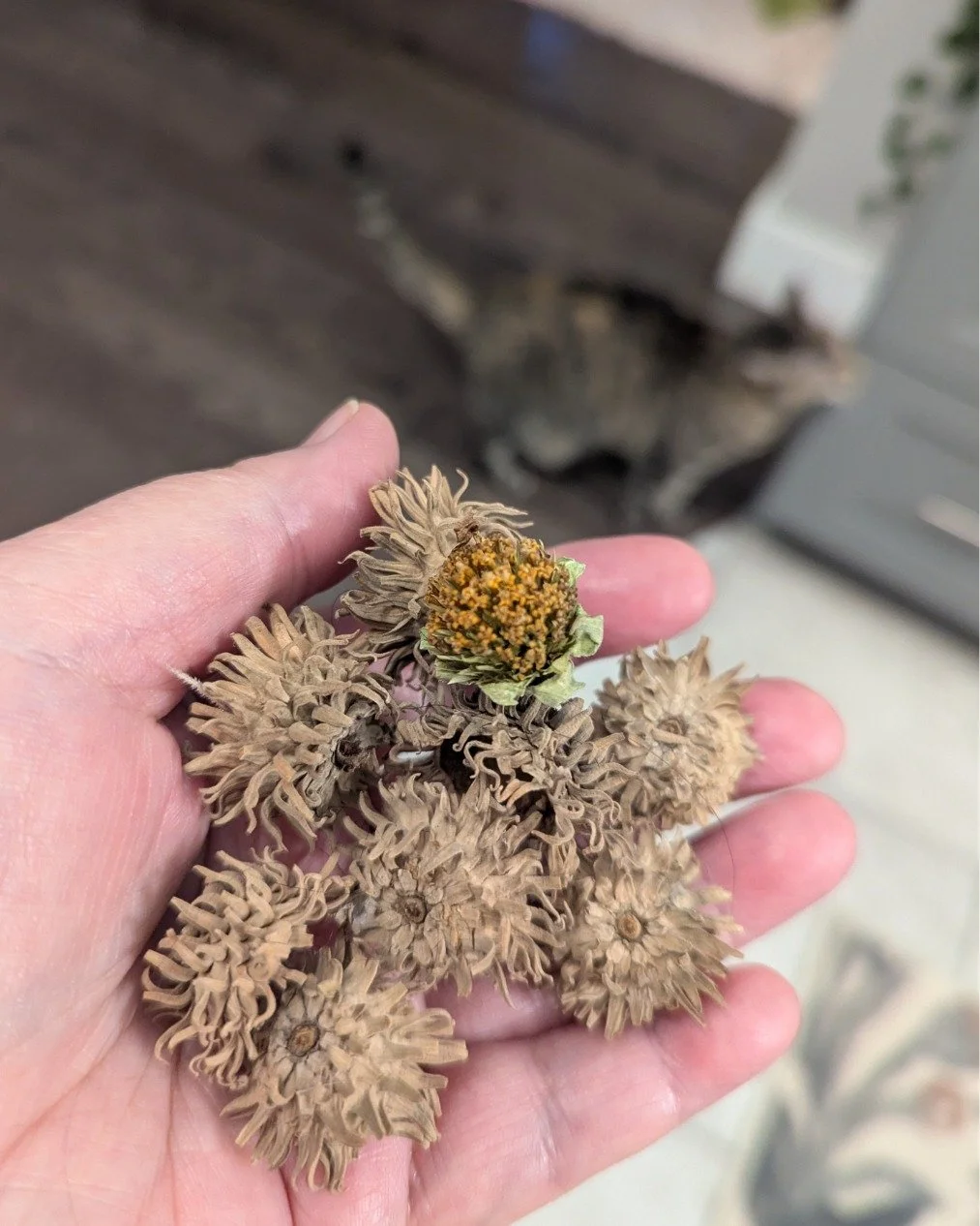 You know your friends get you when they give you a handful of goodies they've gathered from their walk and say, "These are for your dolls."

🫶