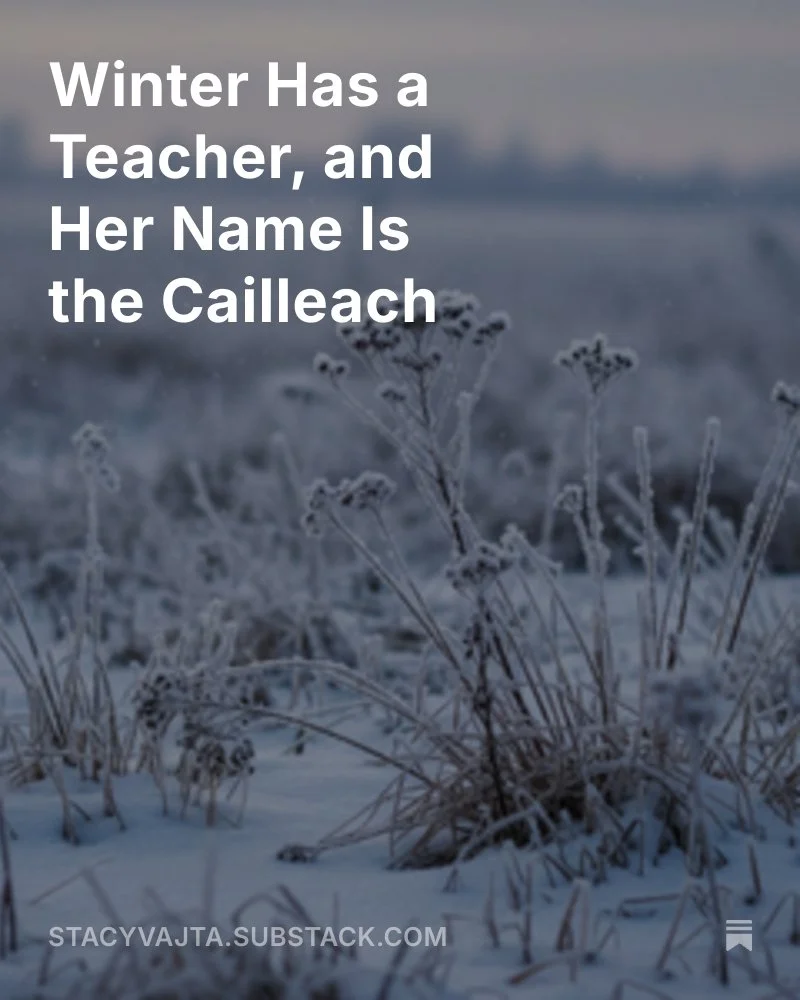 A winter scene with wintery plants in the foreground with the Substack title: Winter Has A teacher and Her Name Is The Cailleach