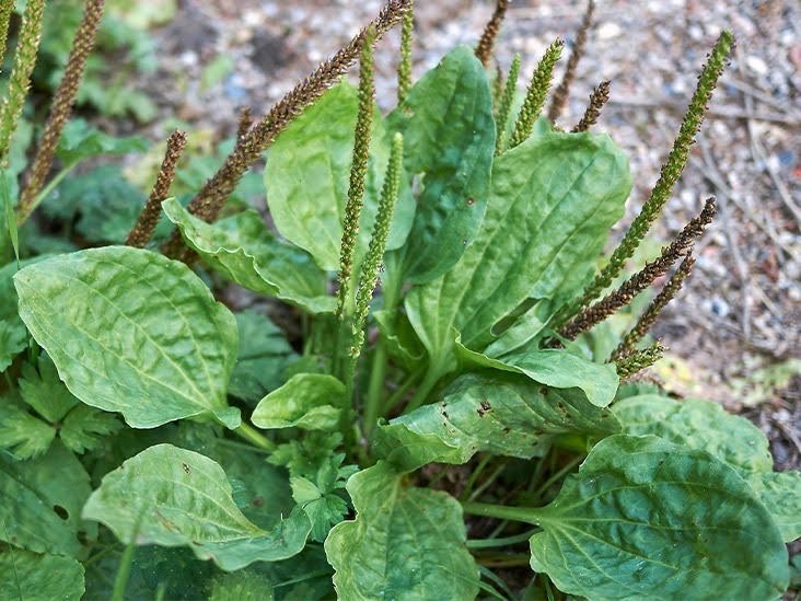 Herbal First Aid at Inspiration Ridge Preserve