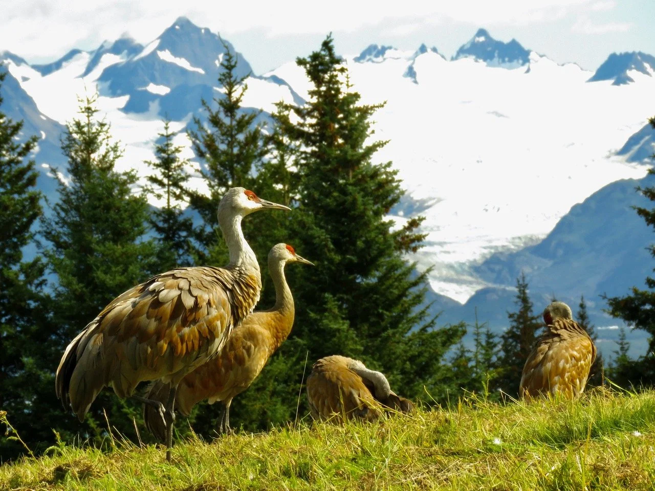Crane Walks at Inspiration Ridge Preserve
